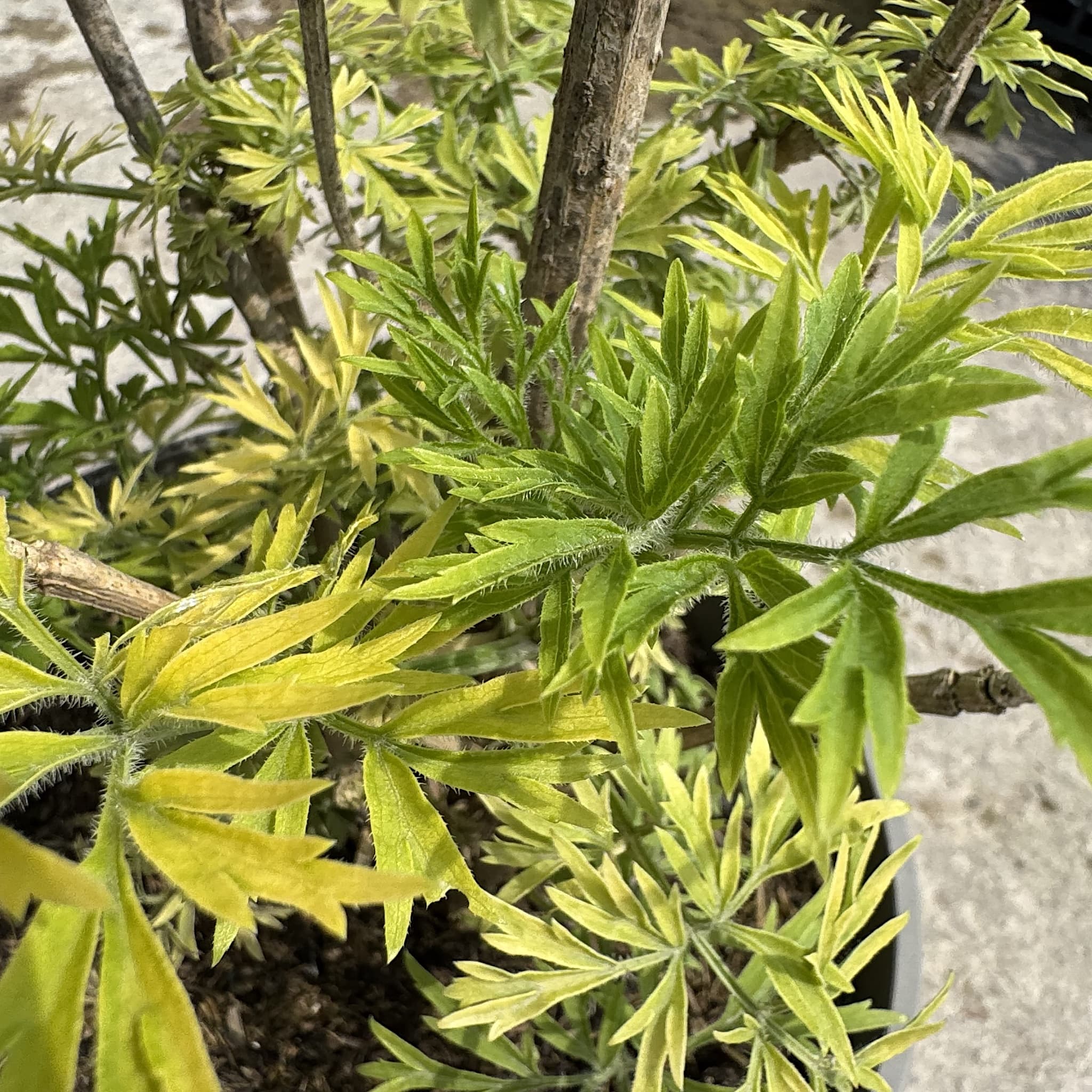 Sambucus nigra 'Golden Tower'