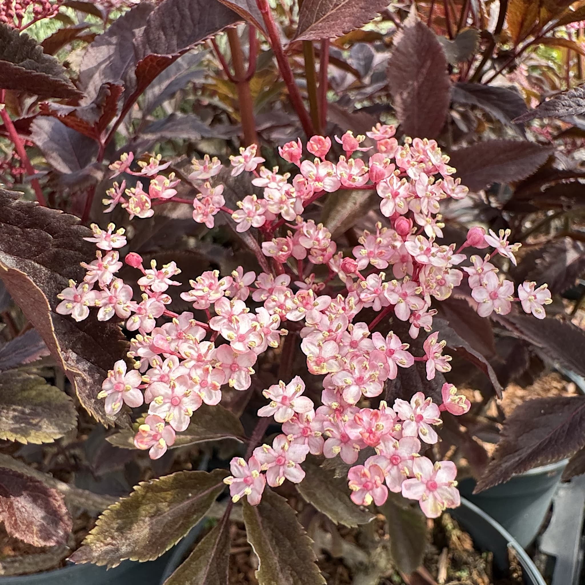 Sambucus nigra 'Thundercloud'