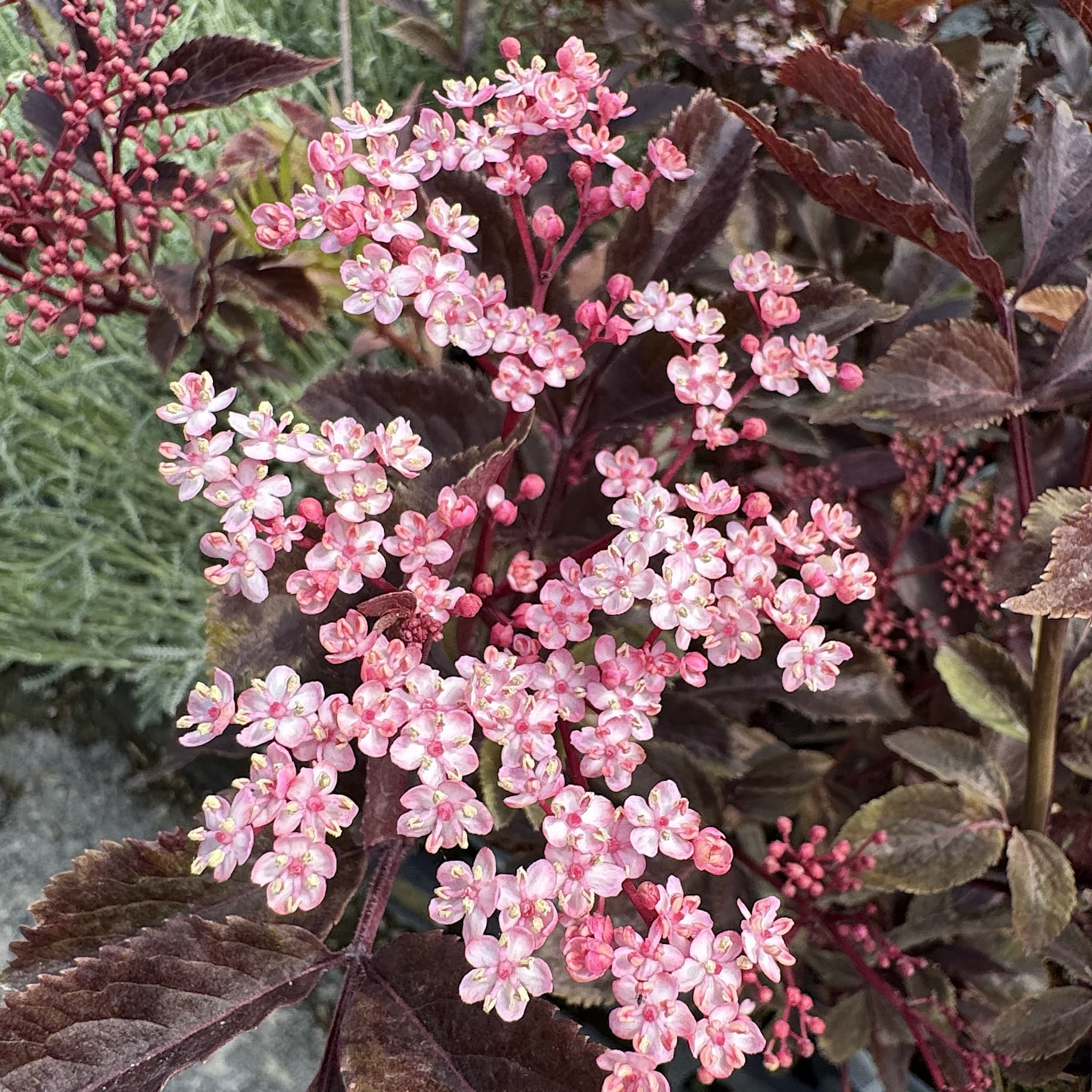 Sambucus nigra 'Thundercloud'