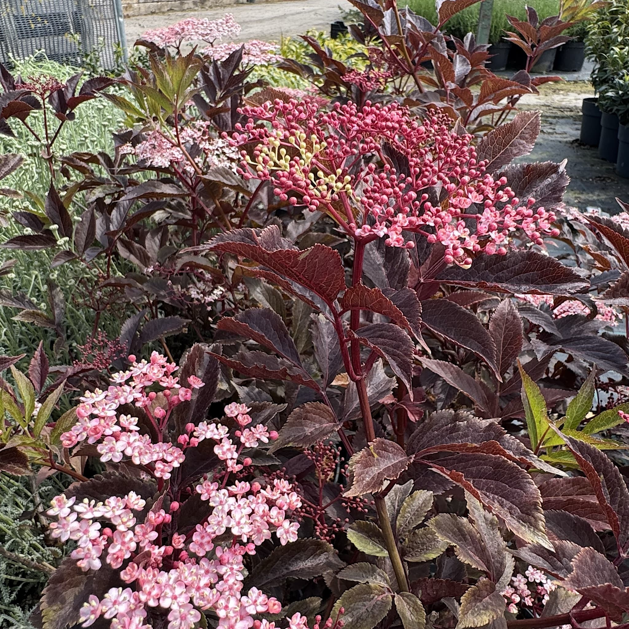 Sambucus nigra 'Thundercloud'