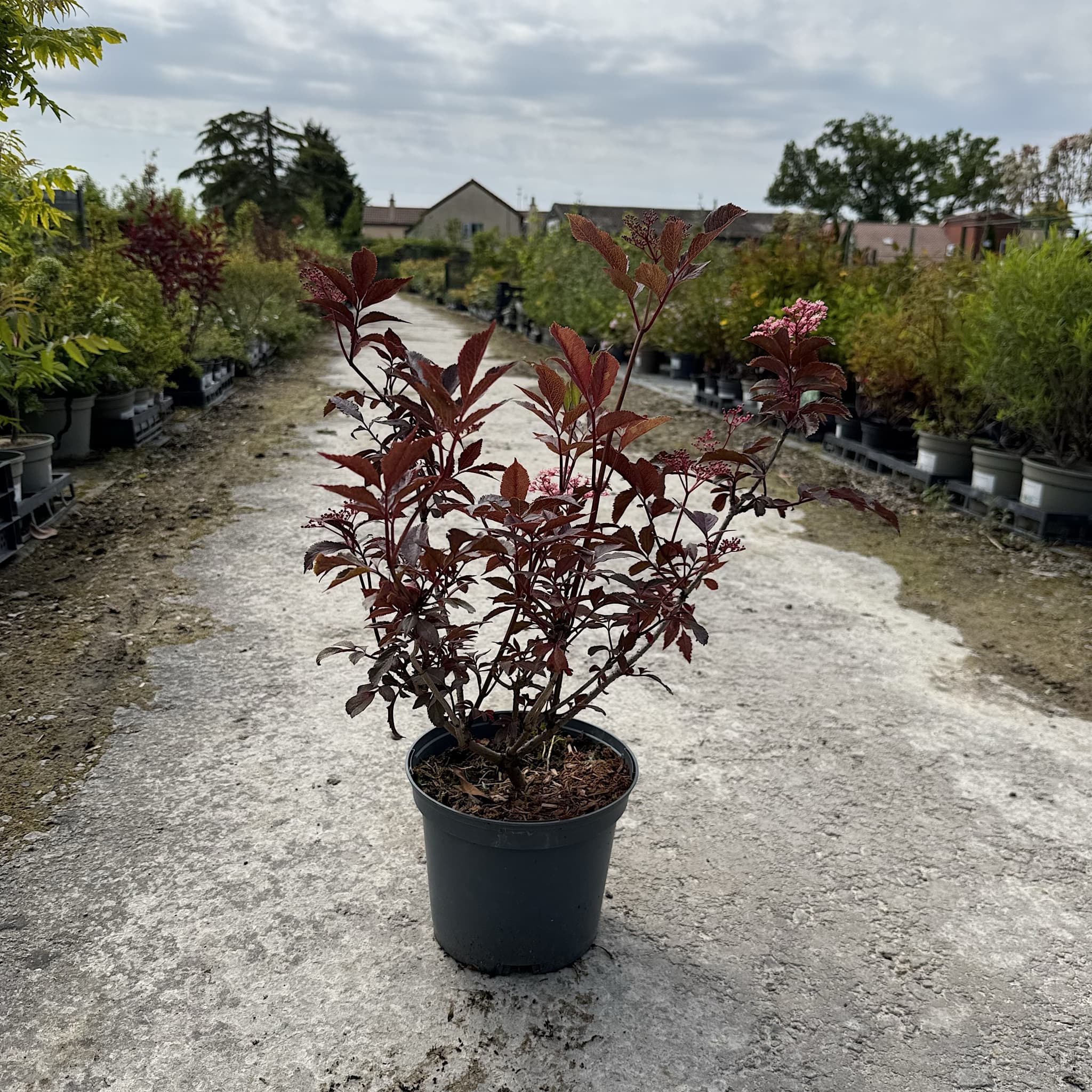 Sambucus nigra 'Thundercloud'
