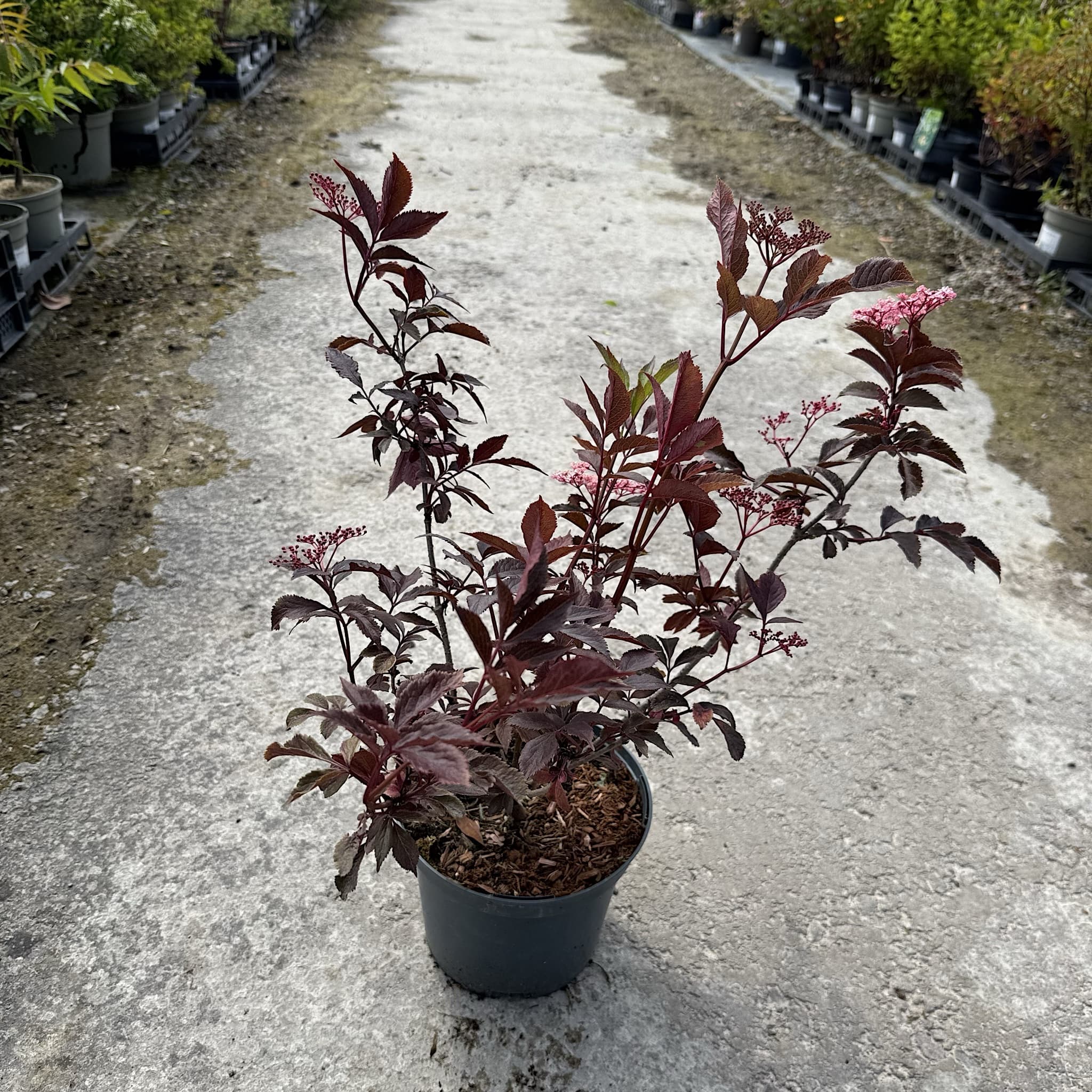Sambucus nigra 'Thundercloud'