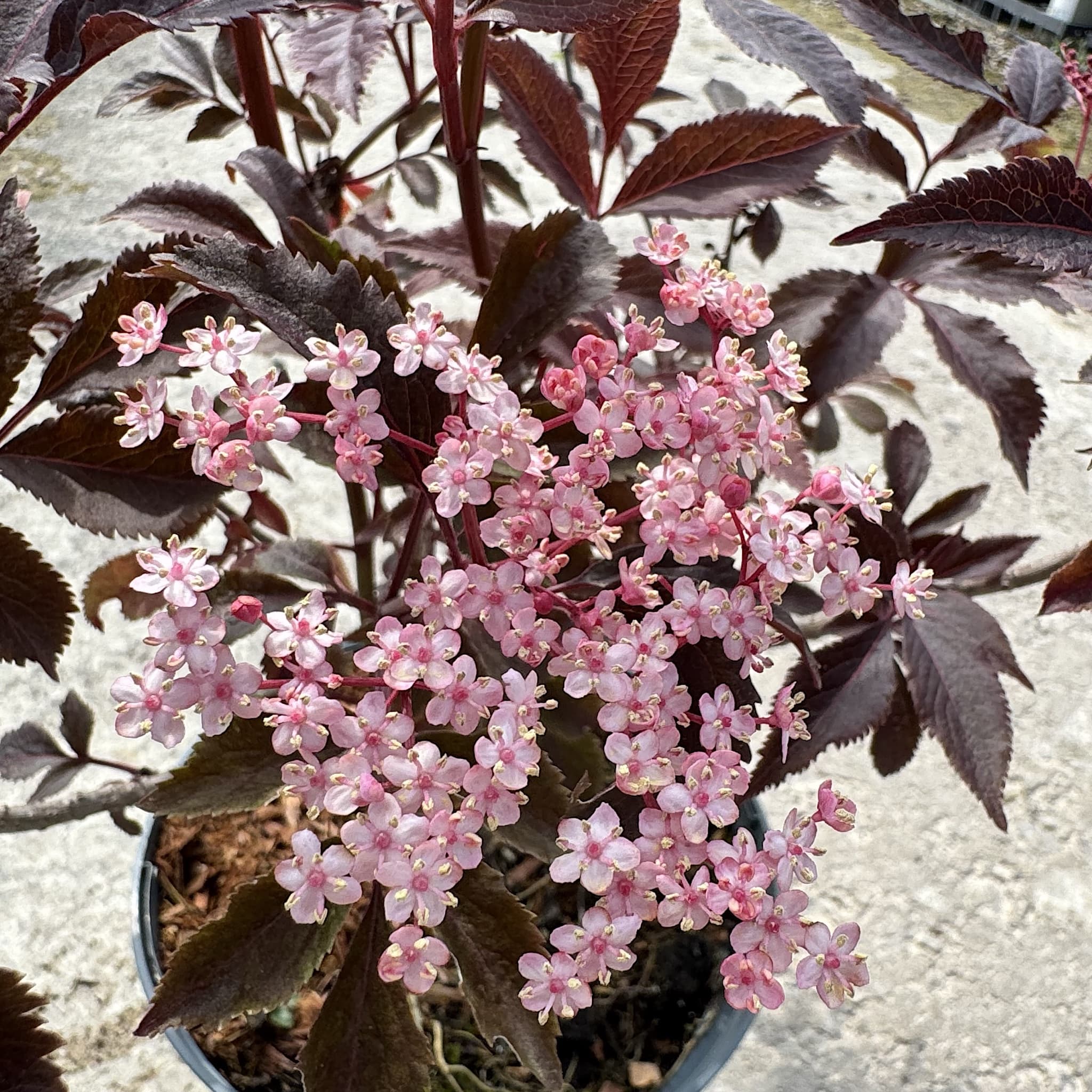 Sambucus nigra 'Thundercloud'