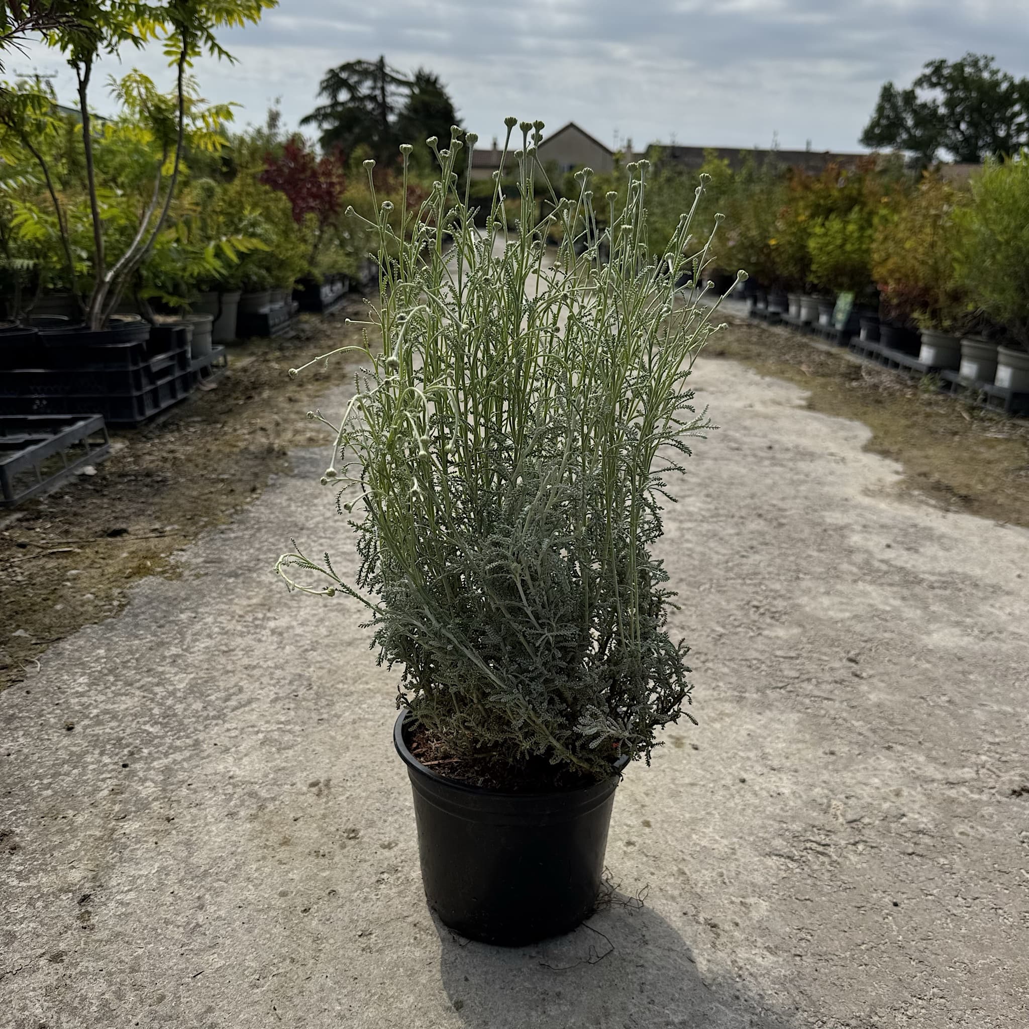 Santolina chamaecyparissus