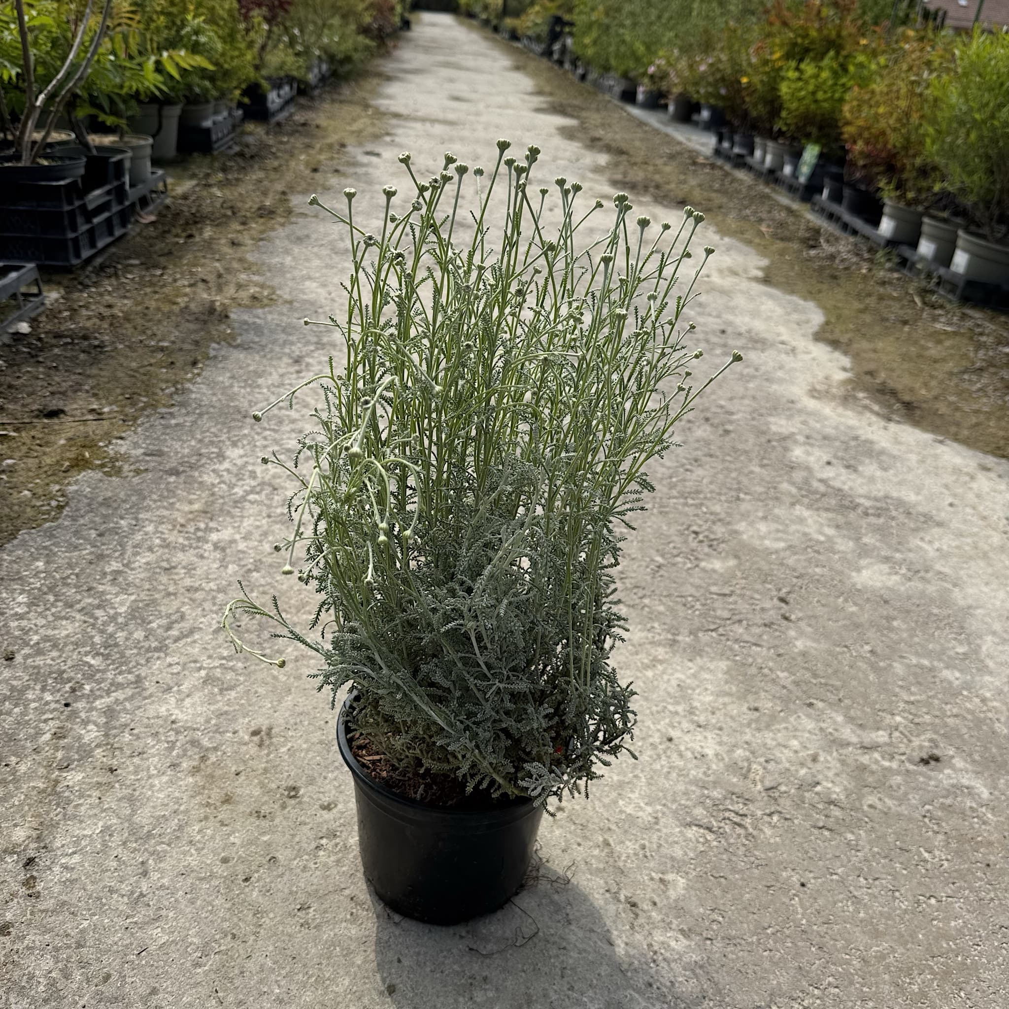 Santolina chamaecyparissus