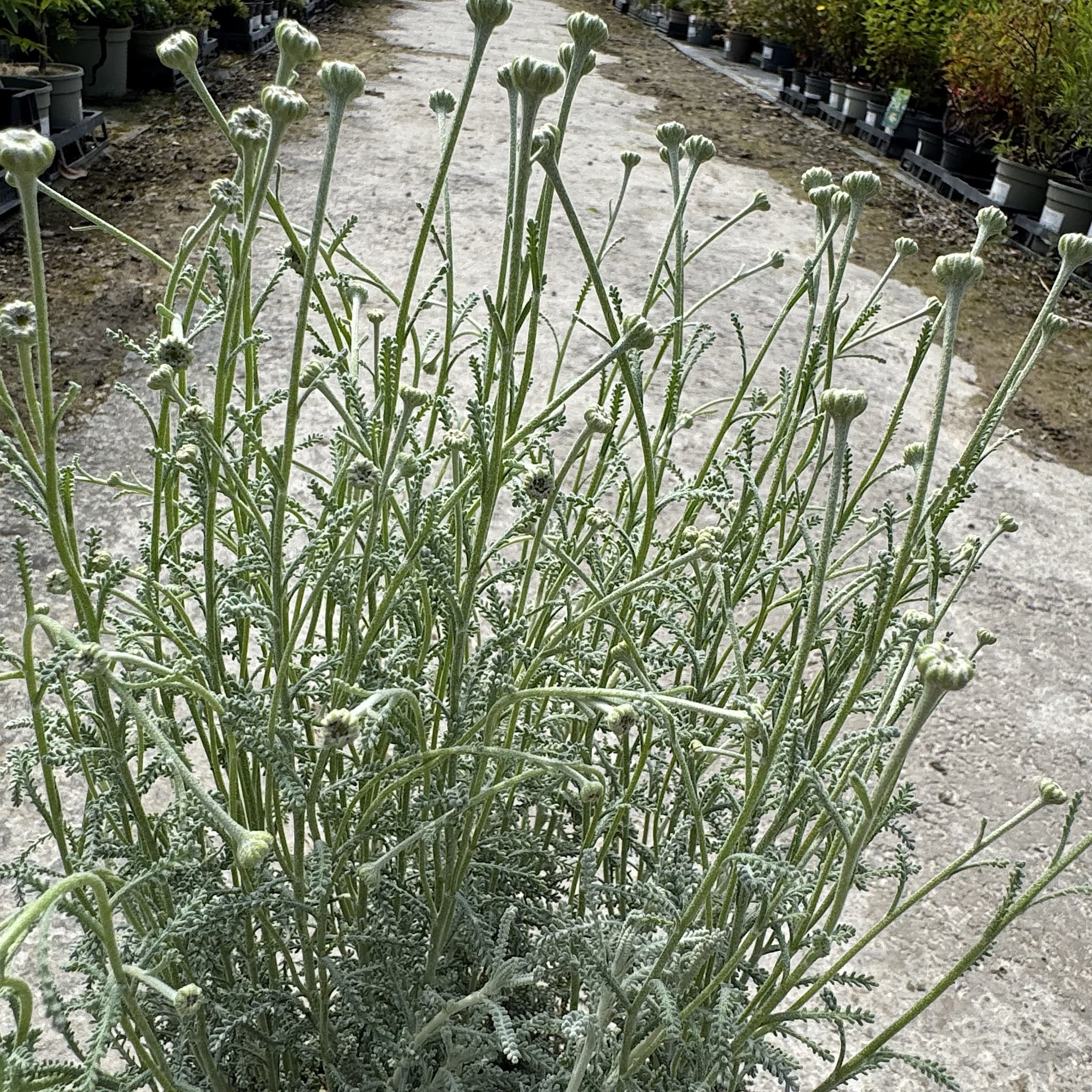 Santolina chamaecyparissus