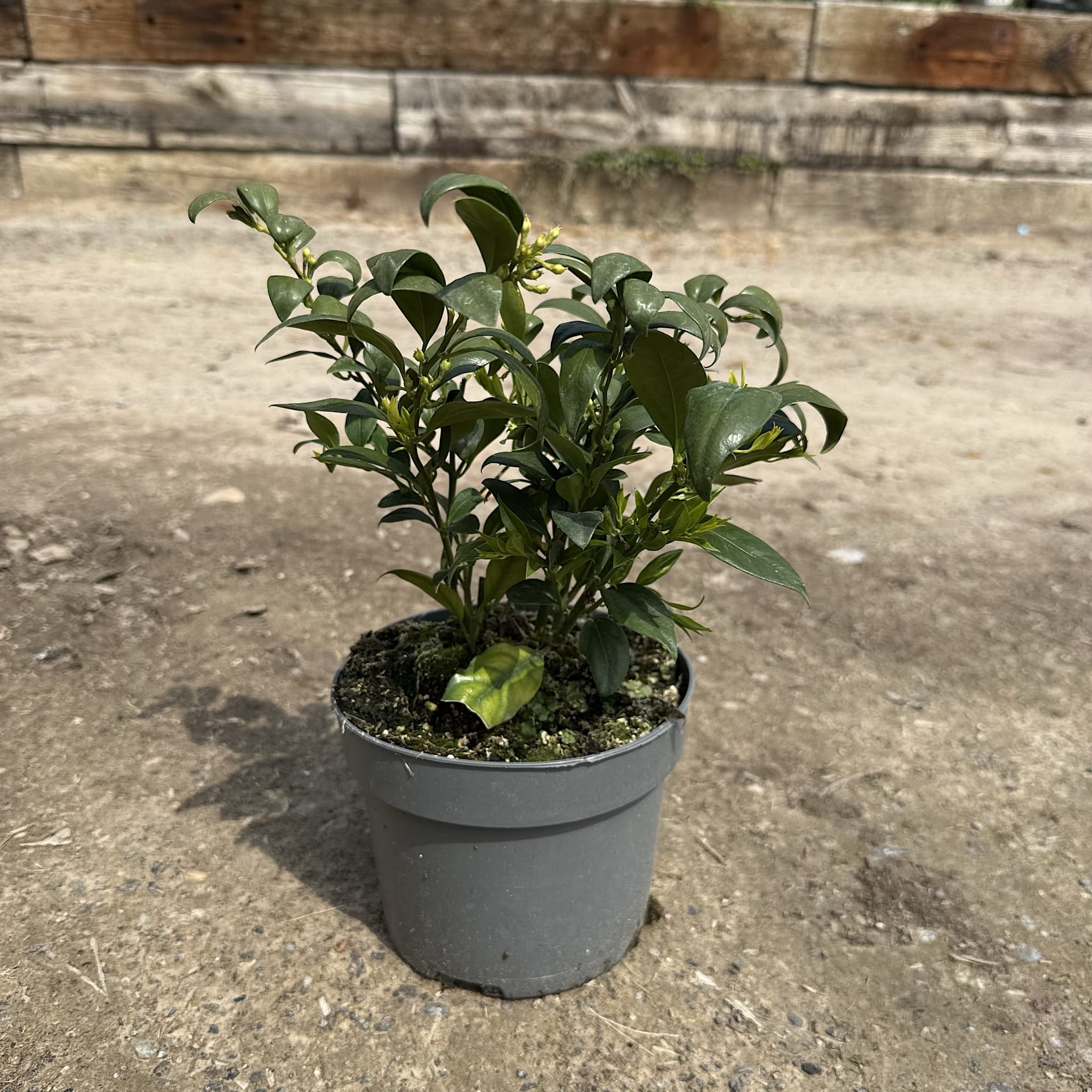 Sarcococca confusa