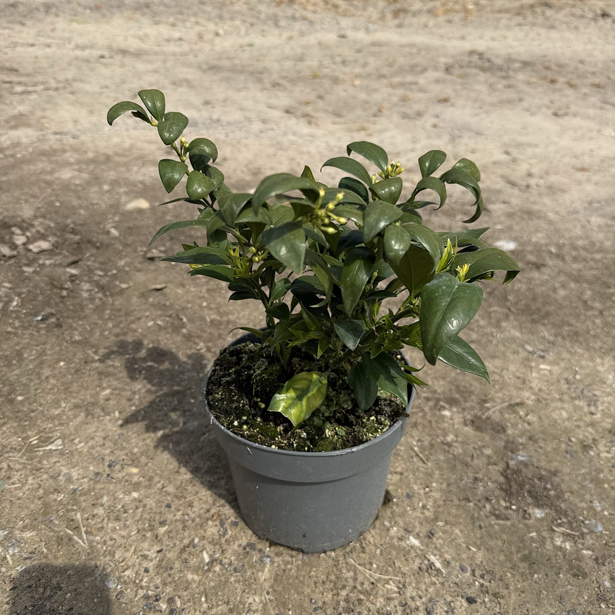 Sarcococca confusa