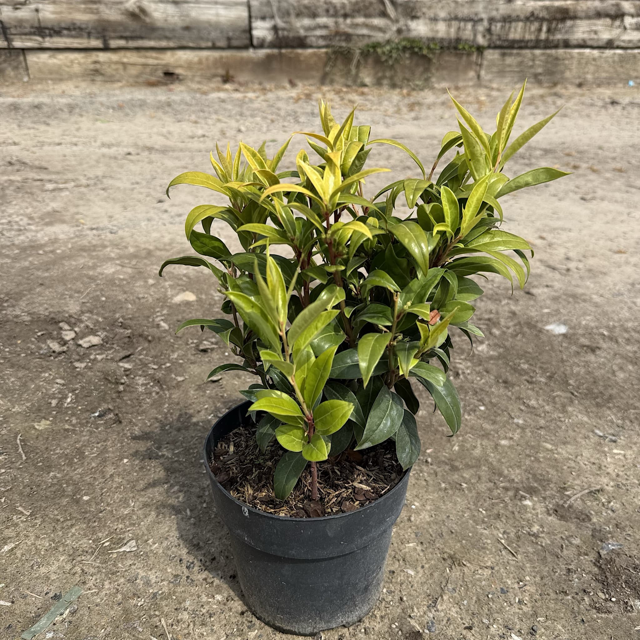 Sarcococca 'Winter Gem'