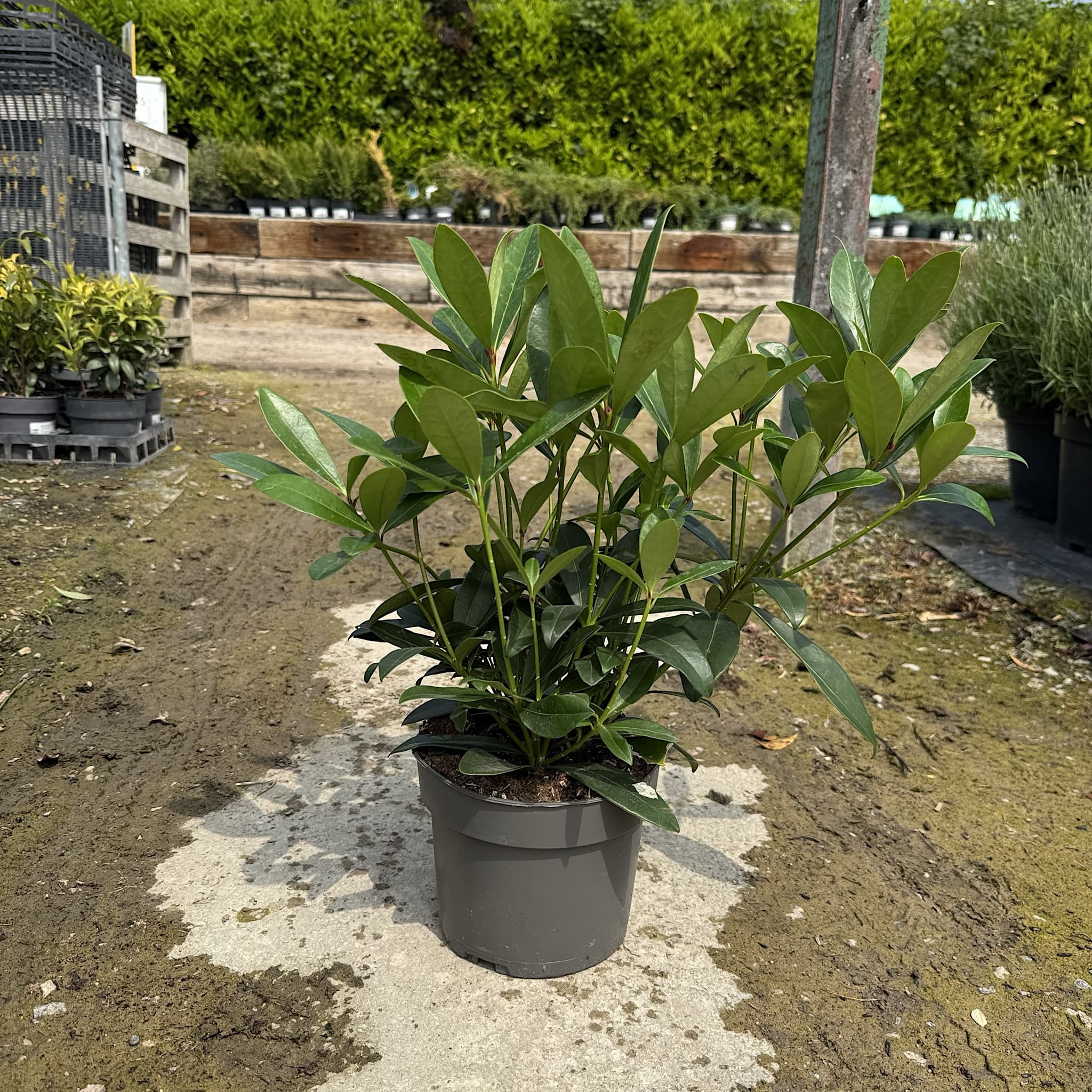 Skimmia japonica 'Rubella'