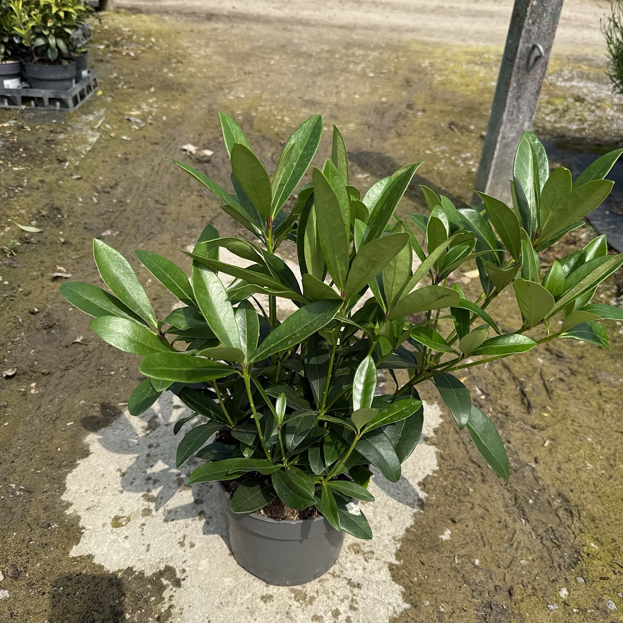Skimmia japonica 'Rubella'
