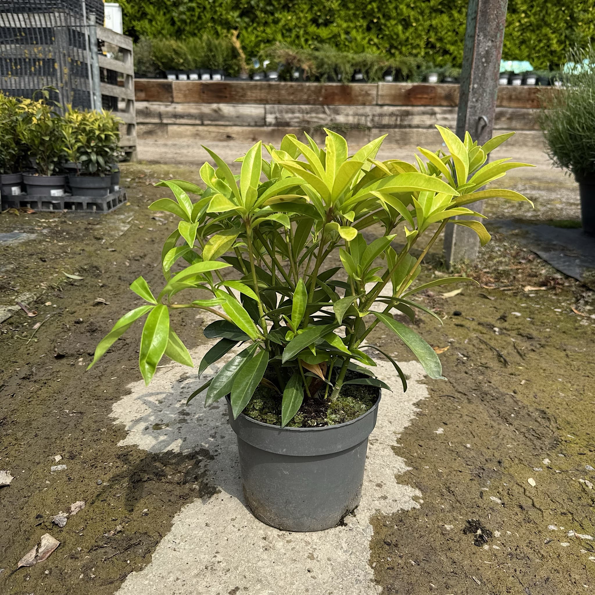 Skimmia x con. 'Kew Green'