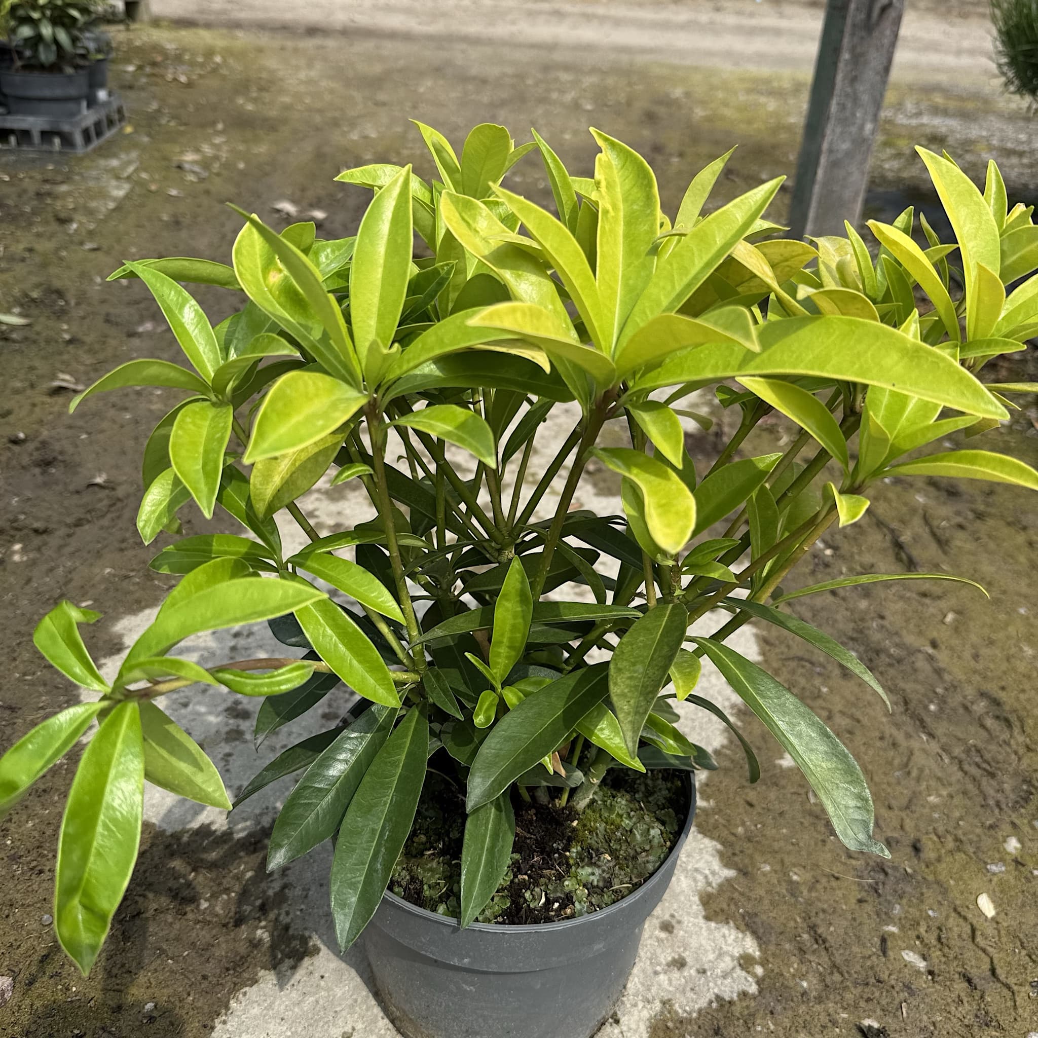 Skimmia x con. 'Kew Green'