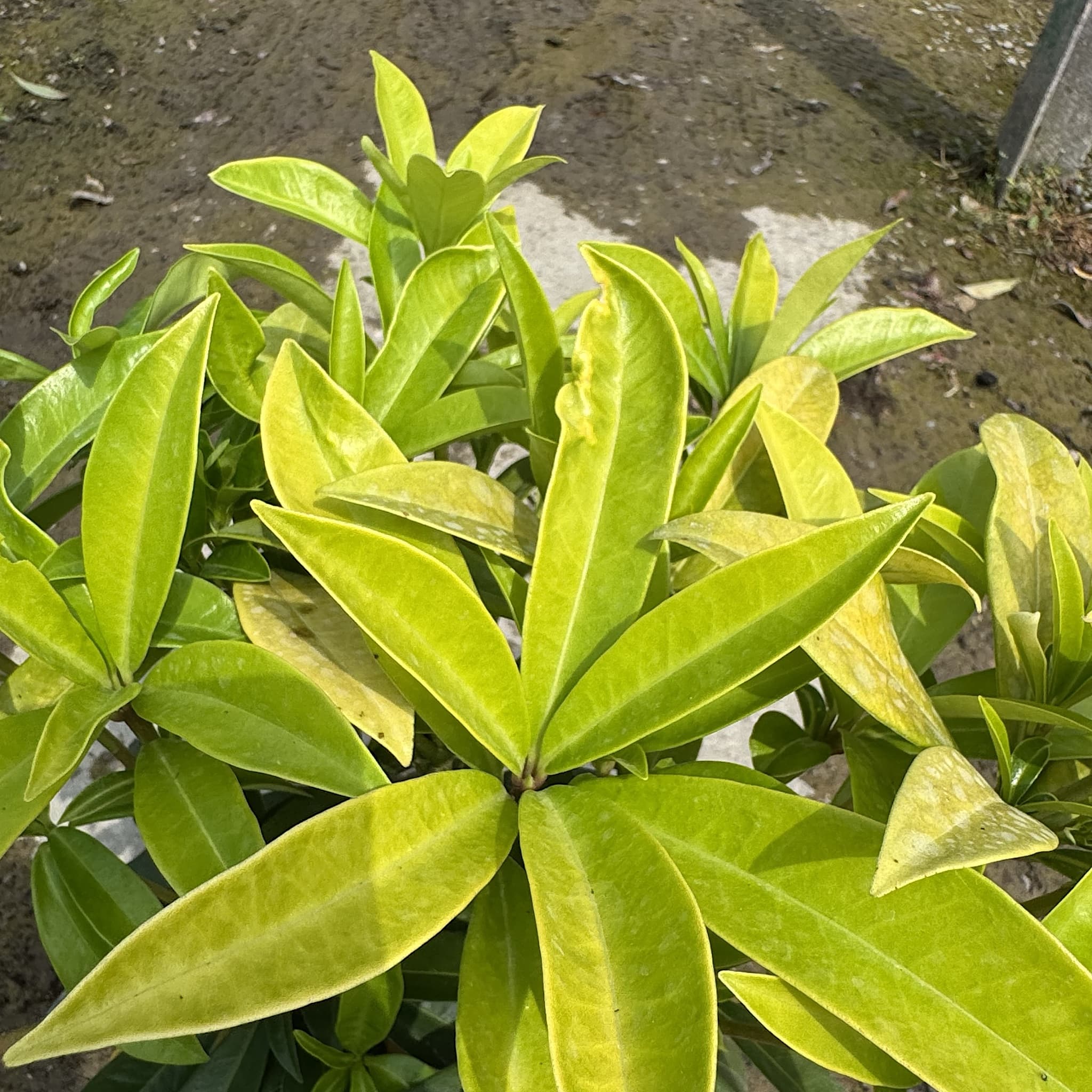 Skimmia x con. 'Kew Green'