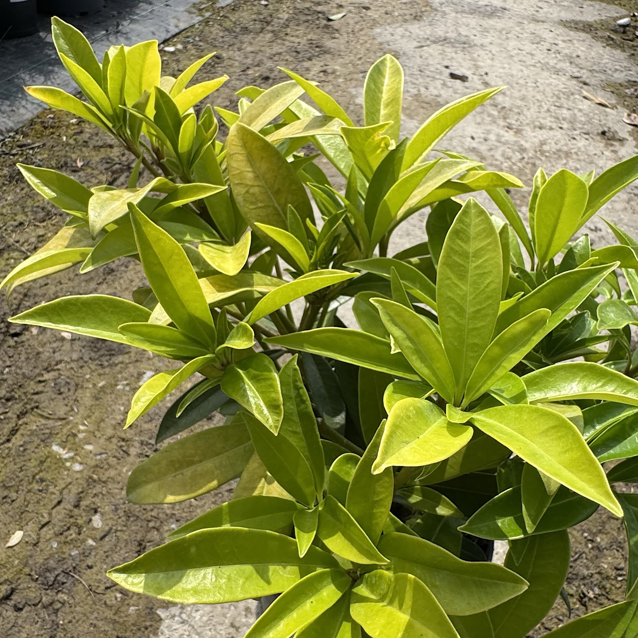 Skimmia x con. 'Kew Green'