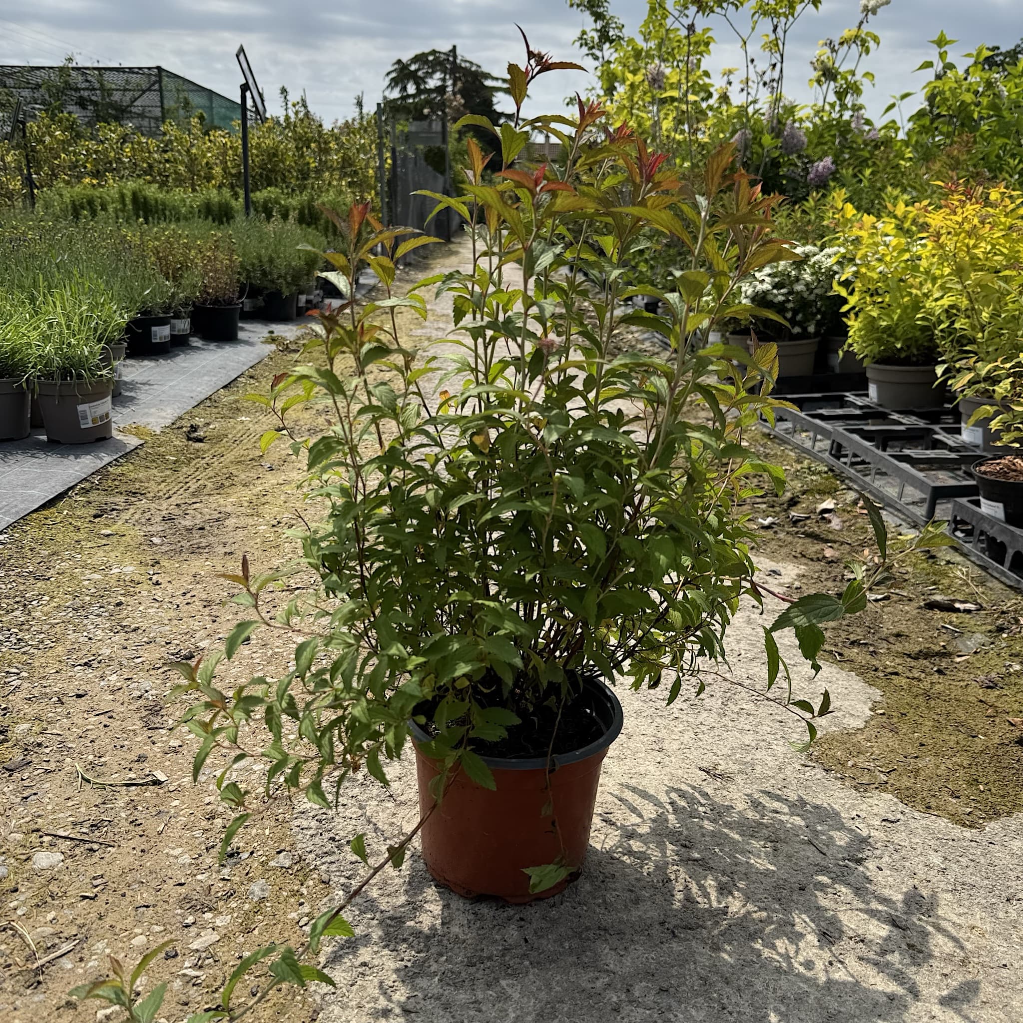 Spiraea 'Anthony Waterer'