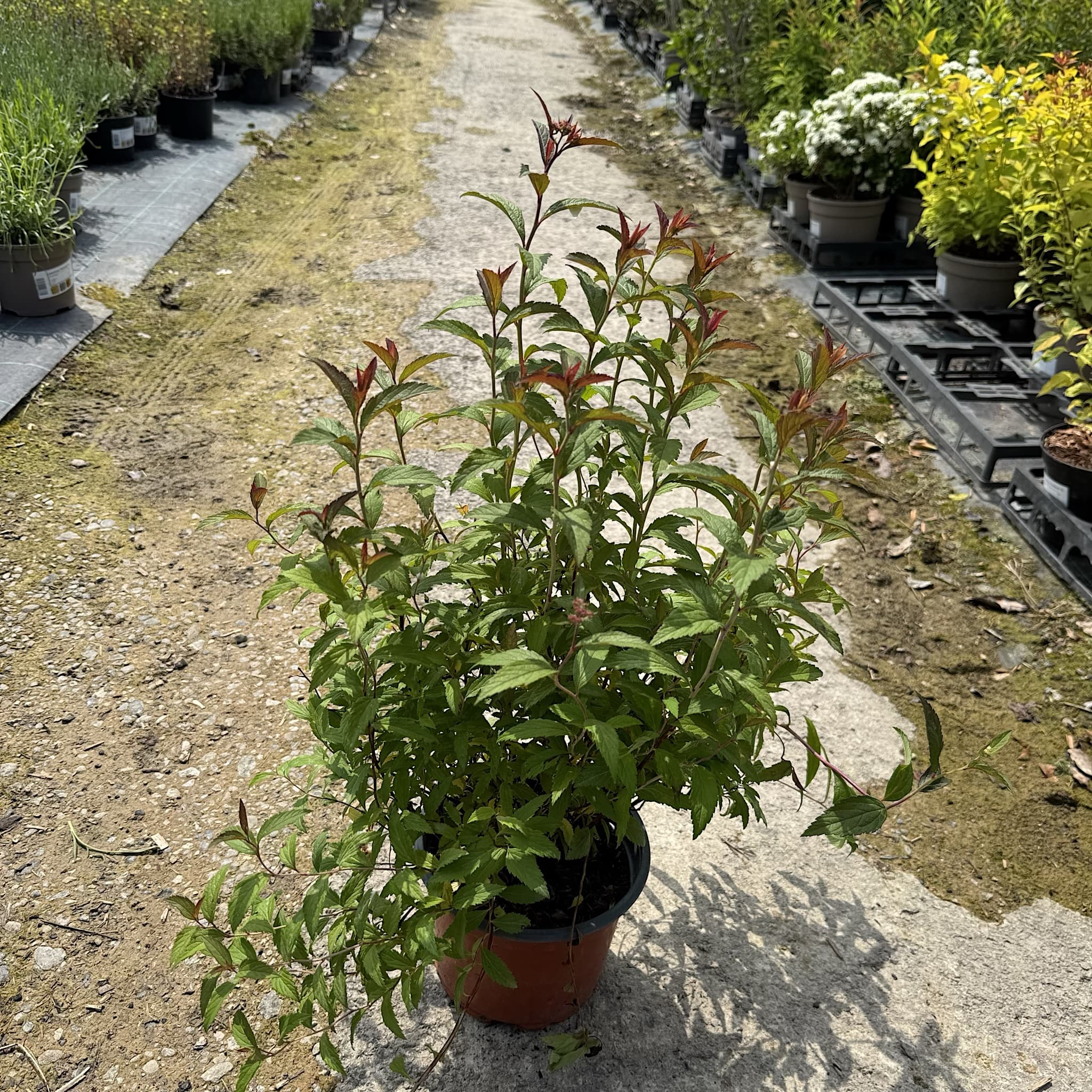 Spiraea 'Anthony Waterer'