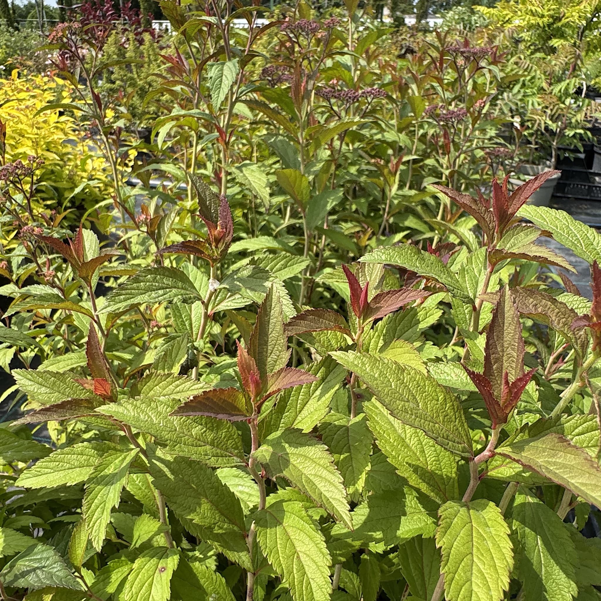 Spiraea 'Anthony Waterer'