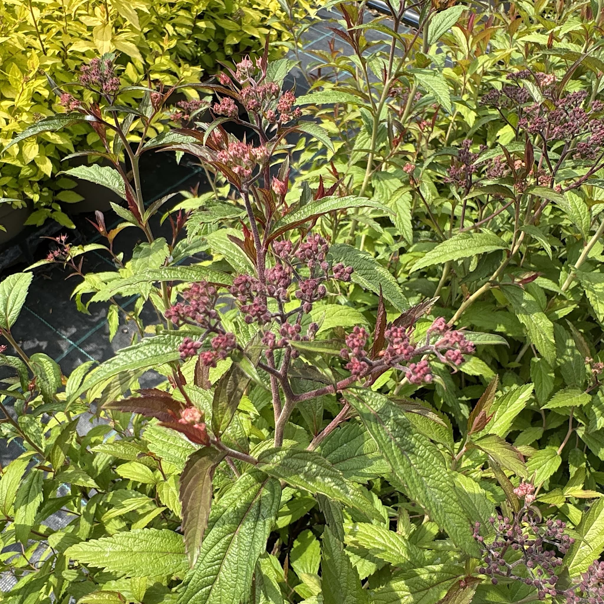 Spiraea 'Anthony Waterer'