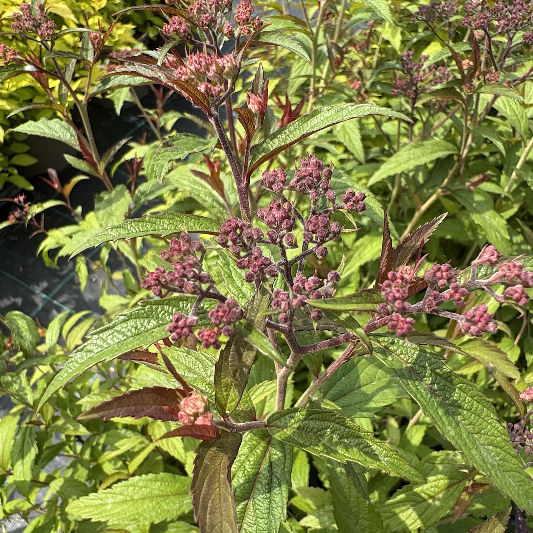 Spiraea 'Anthony Waterer'