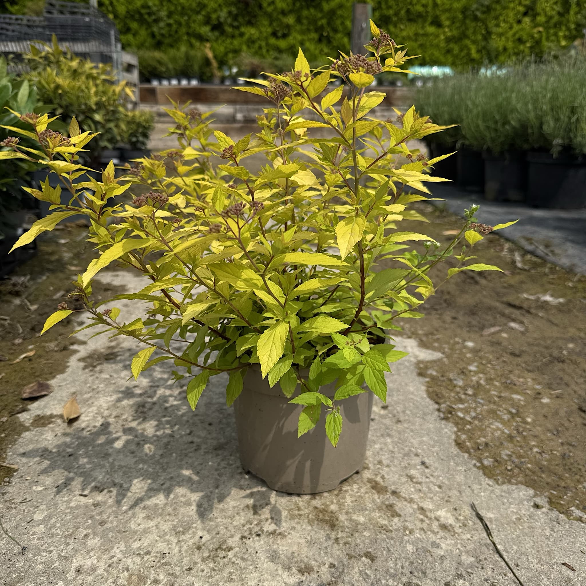 Spiraea japonica 'Goldmound'