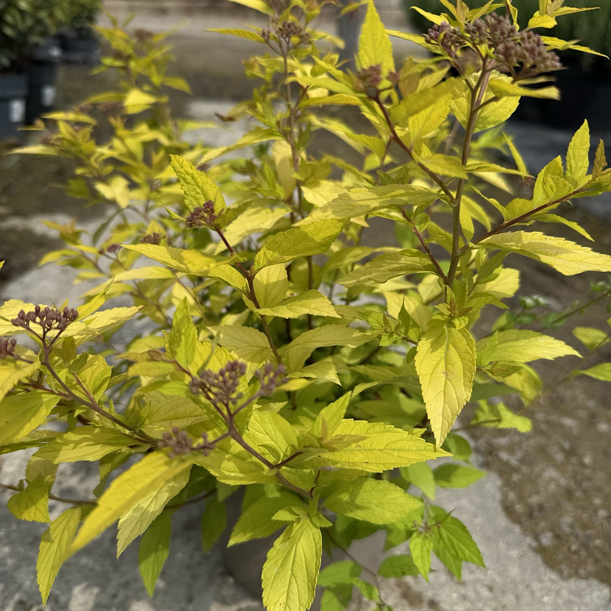 Spiraea japonica 'Goldmound'