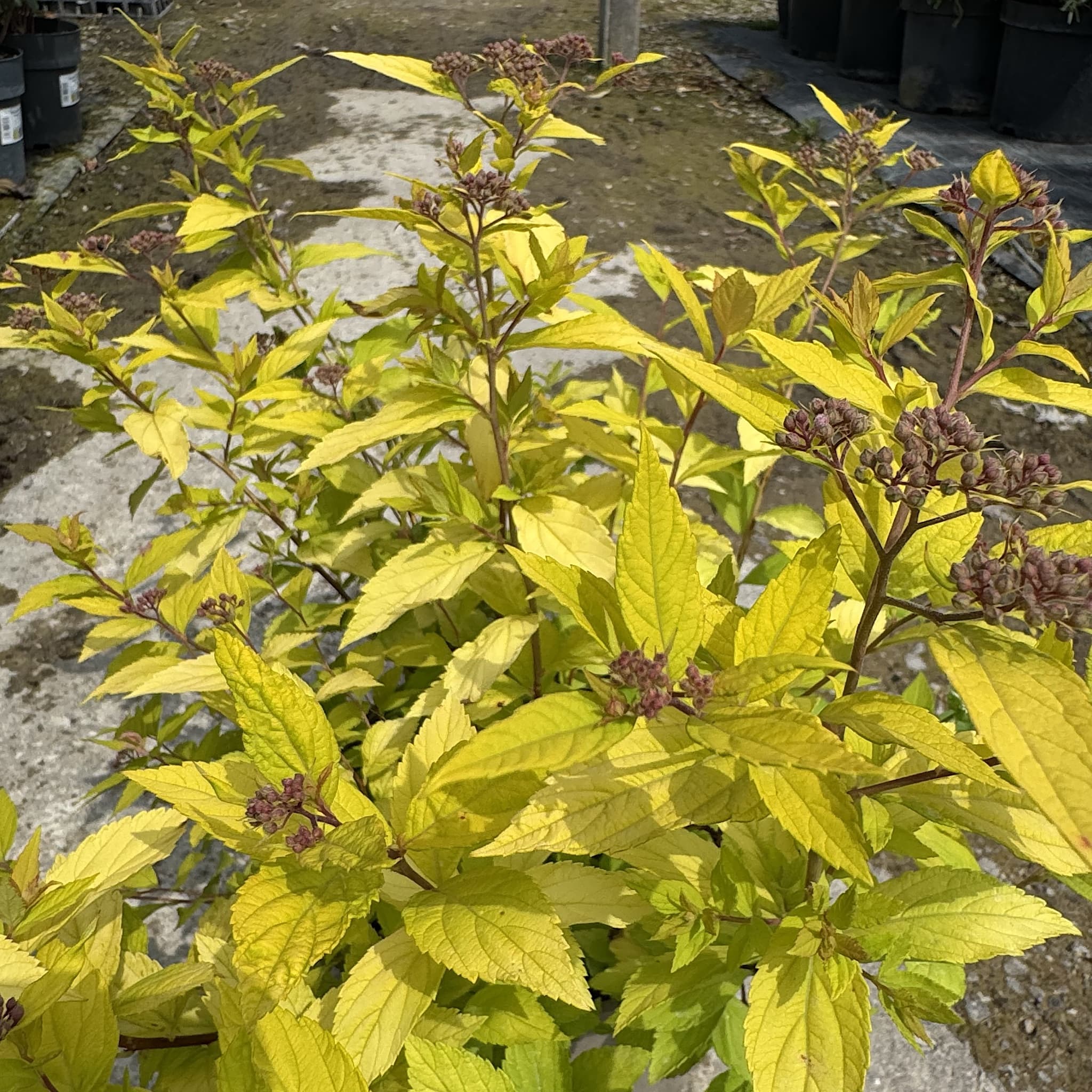 Spiraea japonica 'Goldmound'