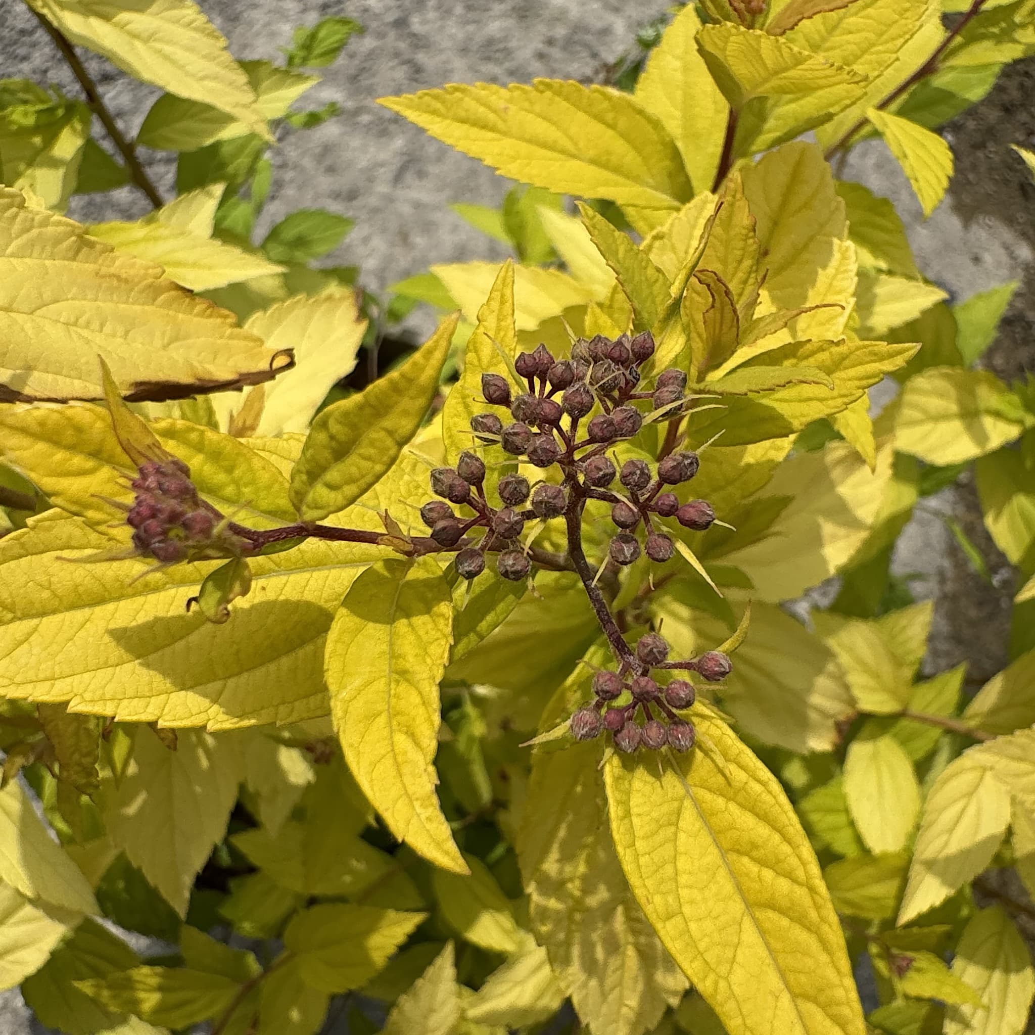 Spiraea japonica 'Goldmound'