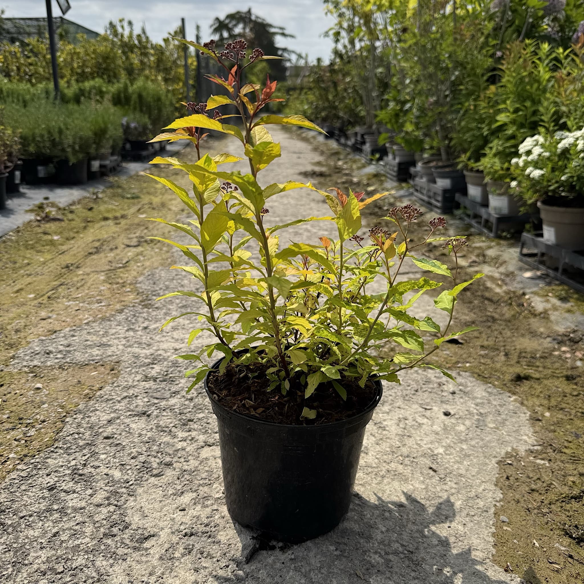 Spiraea japonica 'Goldflame'