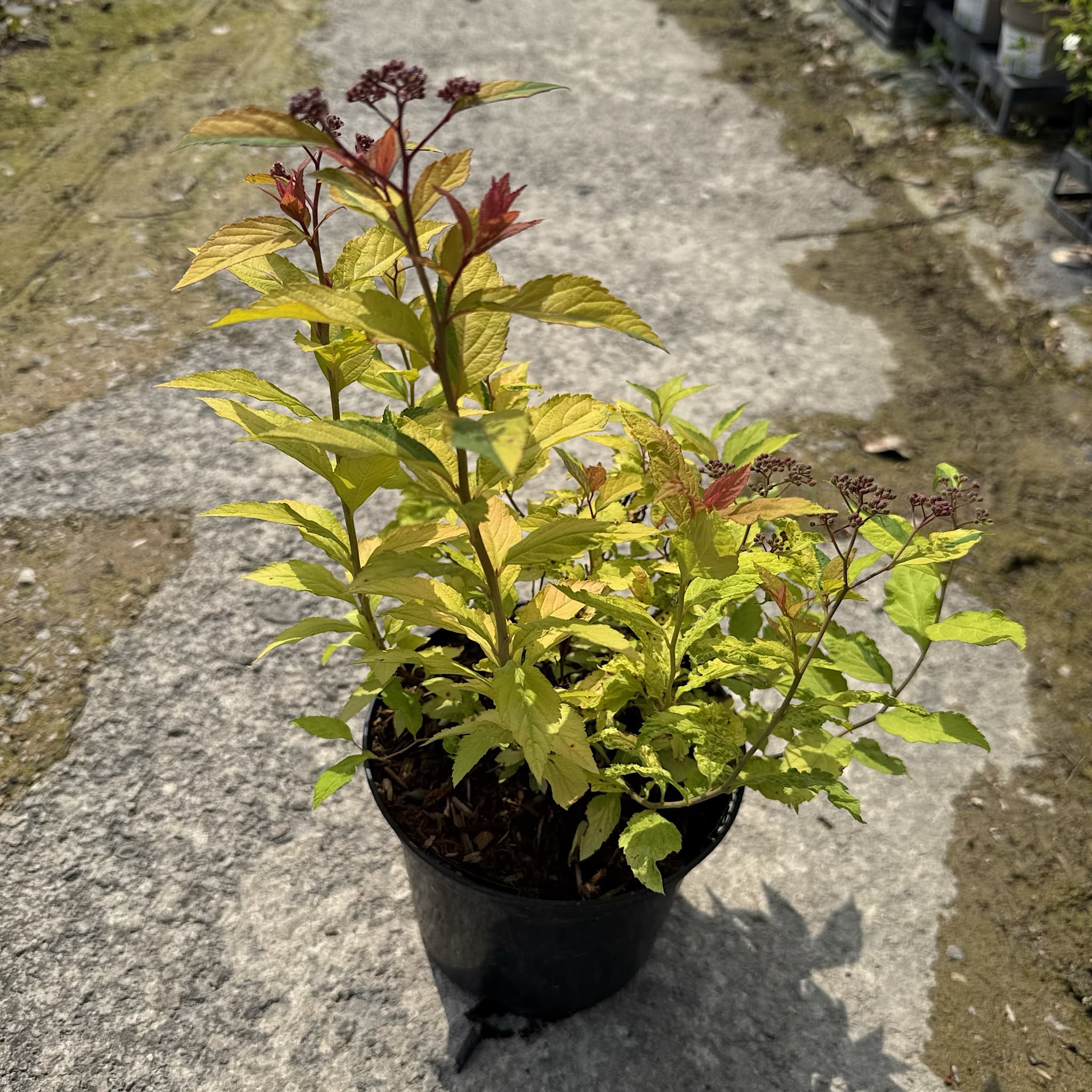 Spiraea japonica 'Goldflame'