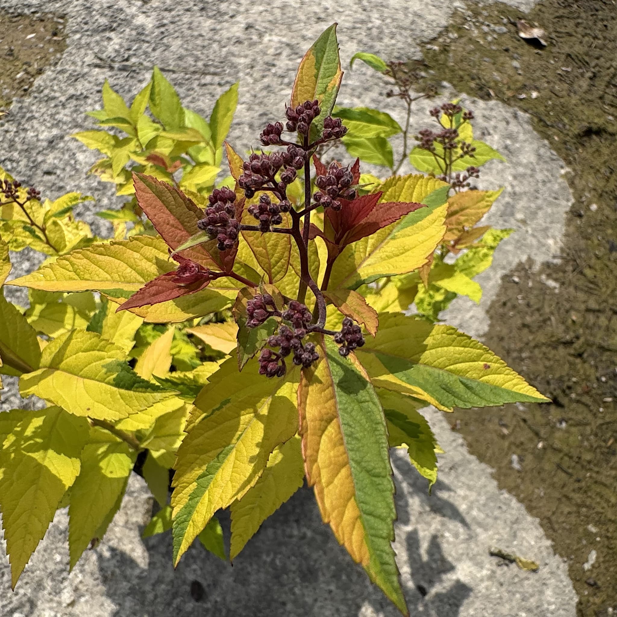 Spiraea japonica 'Goldflame'