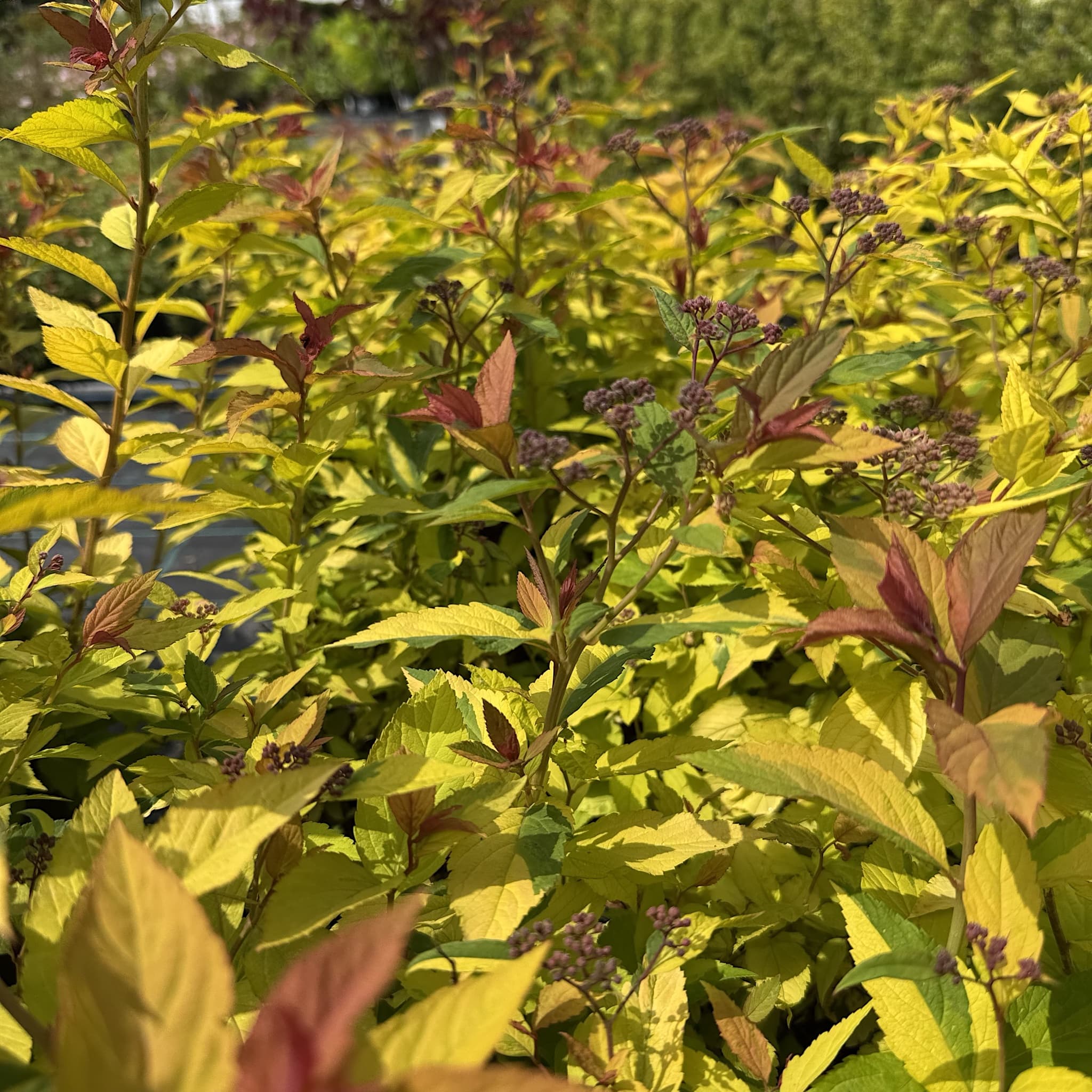 Spiraea japonica 'Goldflame'