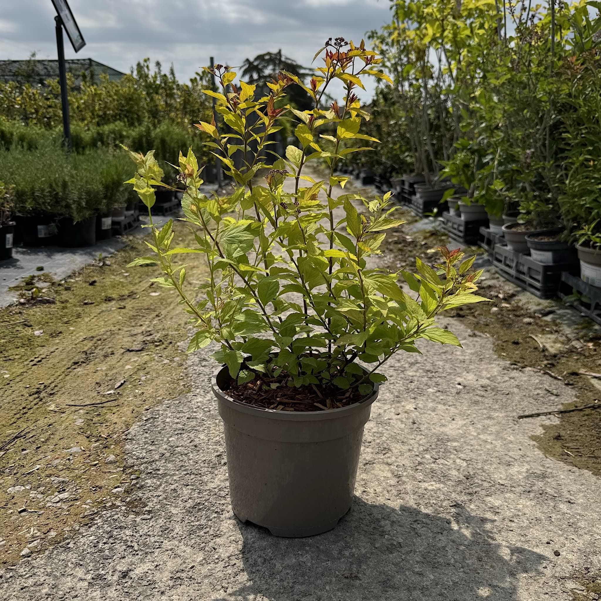 Spiraea japonica 'Firelight'