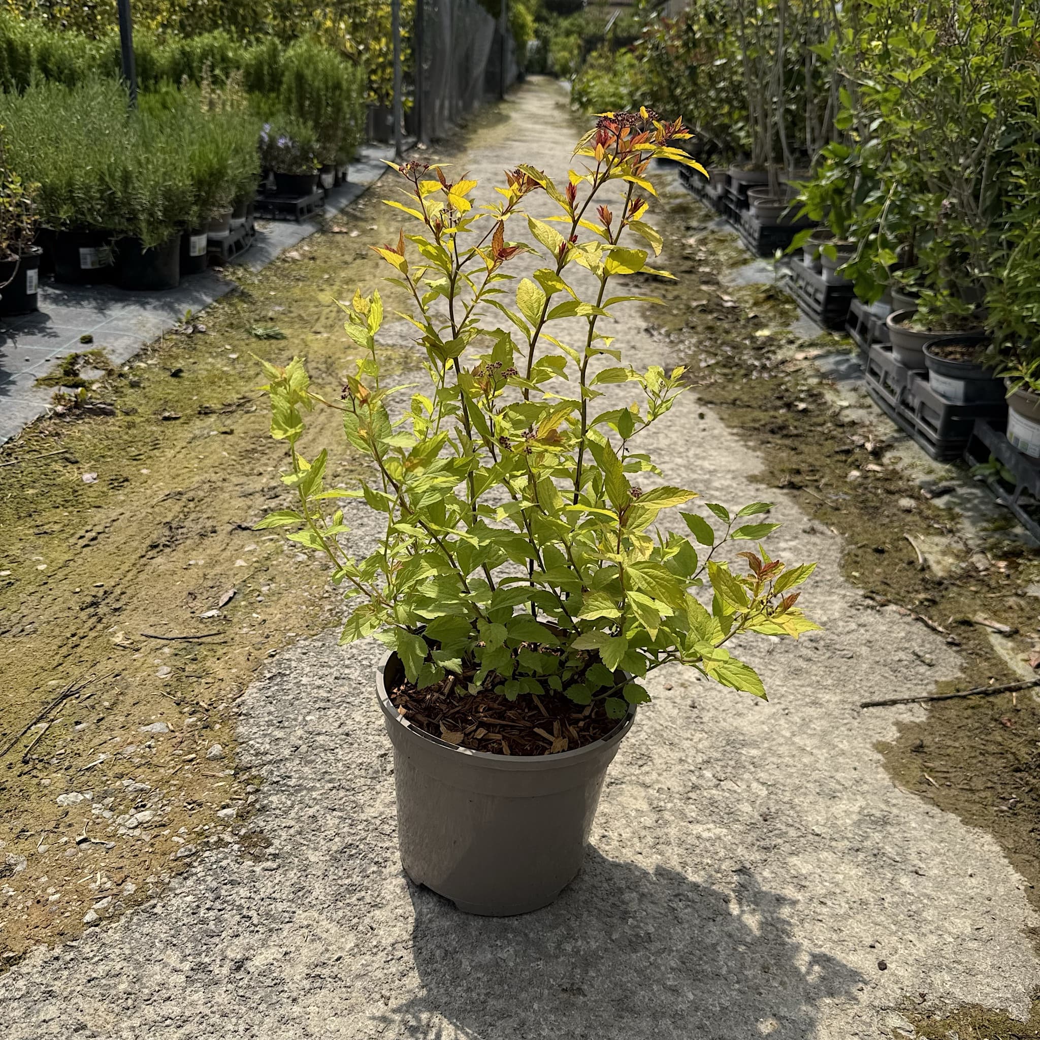 Spiraea japonica 'Firelight'