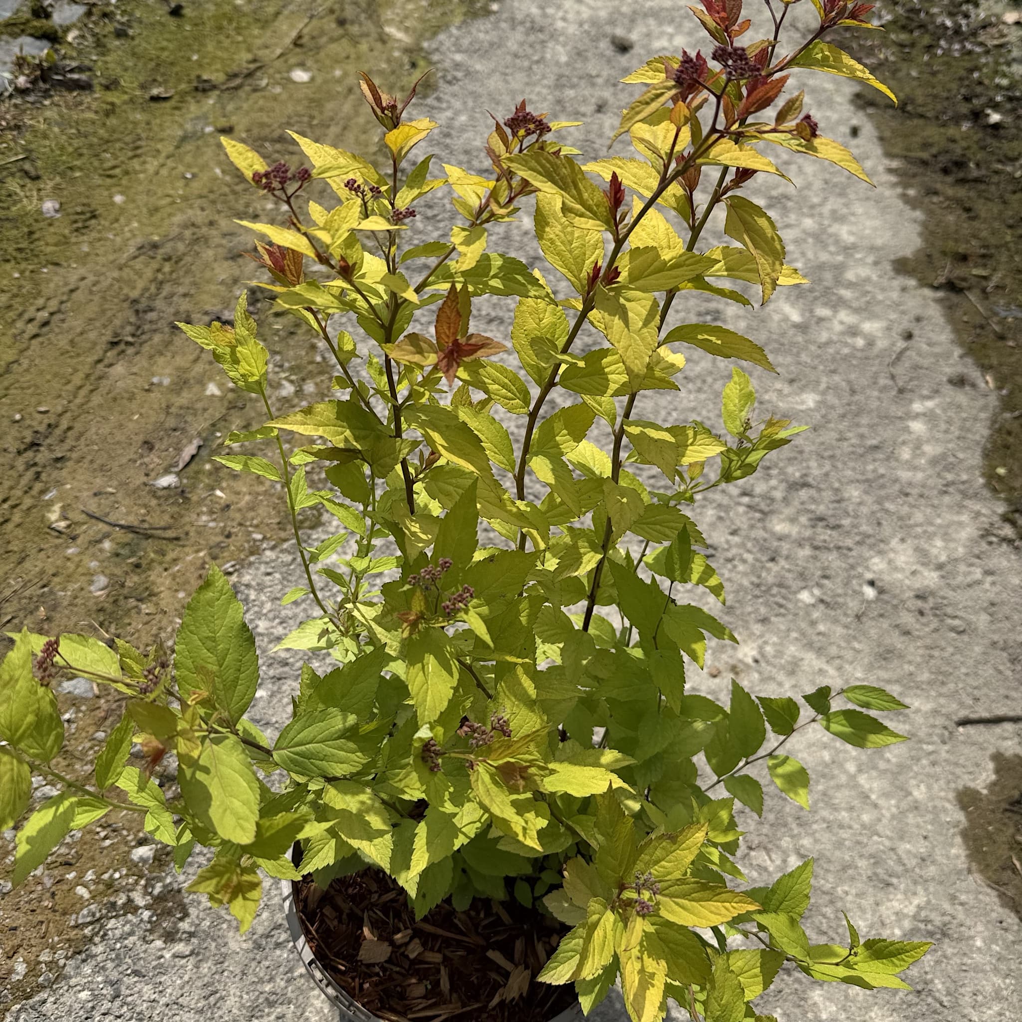 Spiraea japonica 'Firelight'