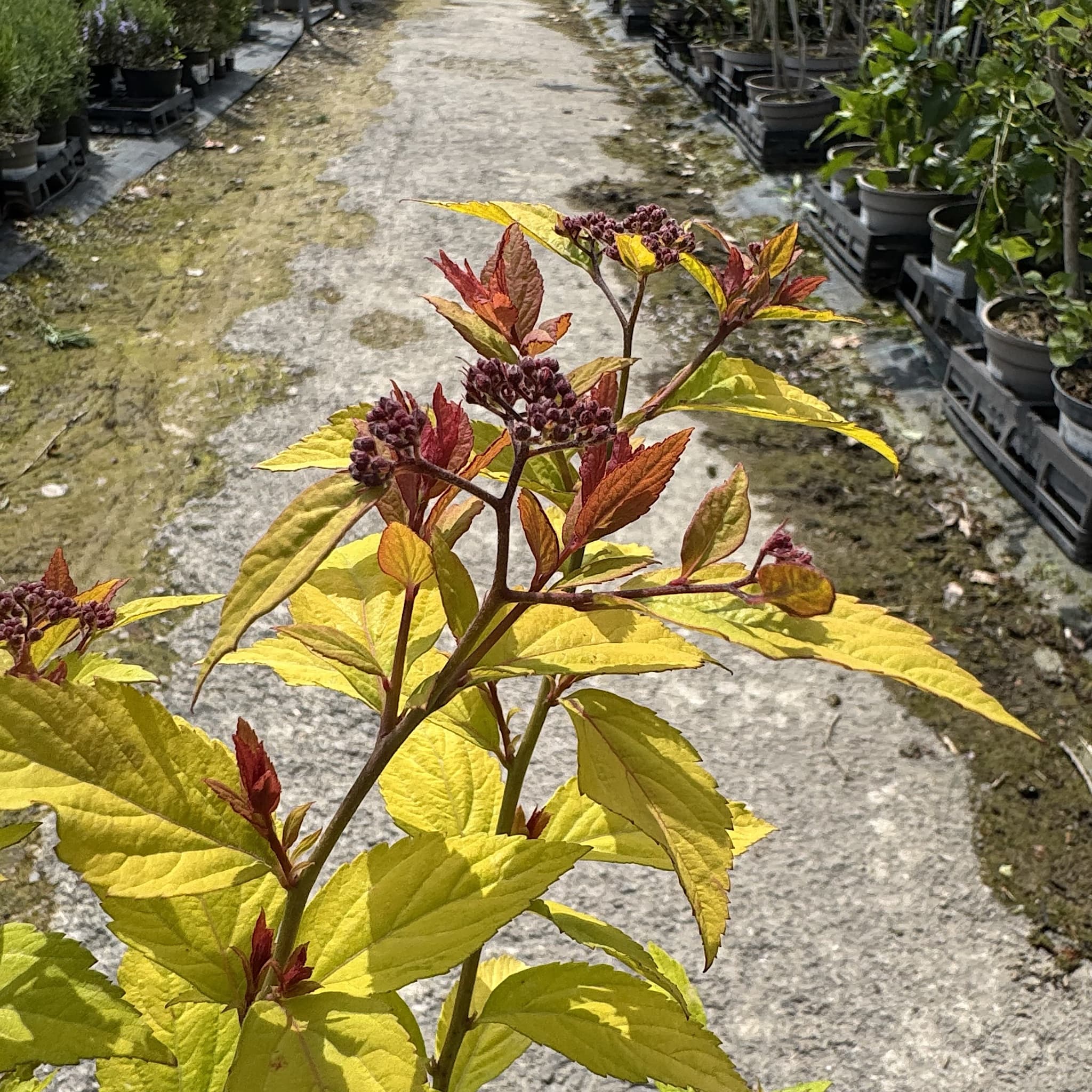 Spiraea japonica 'Firelight'