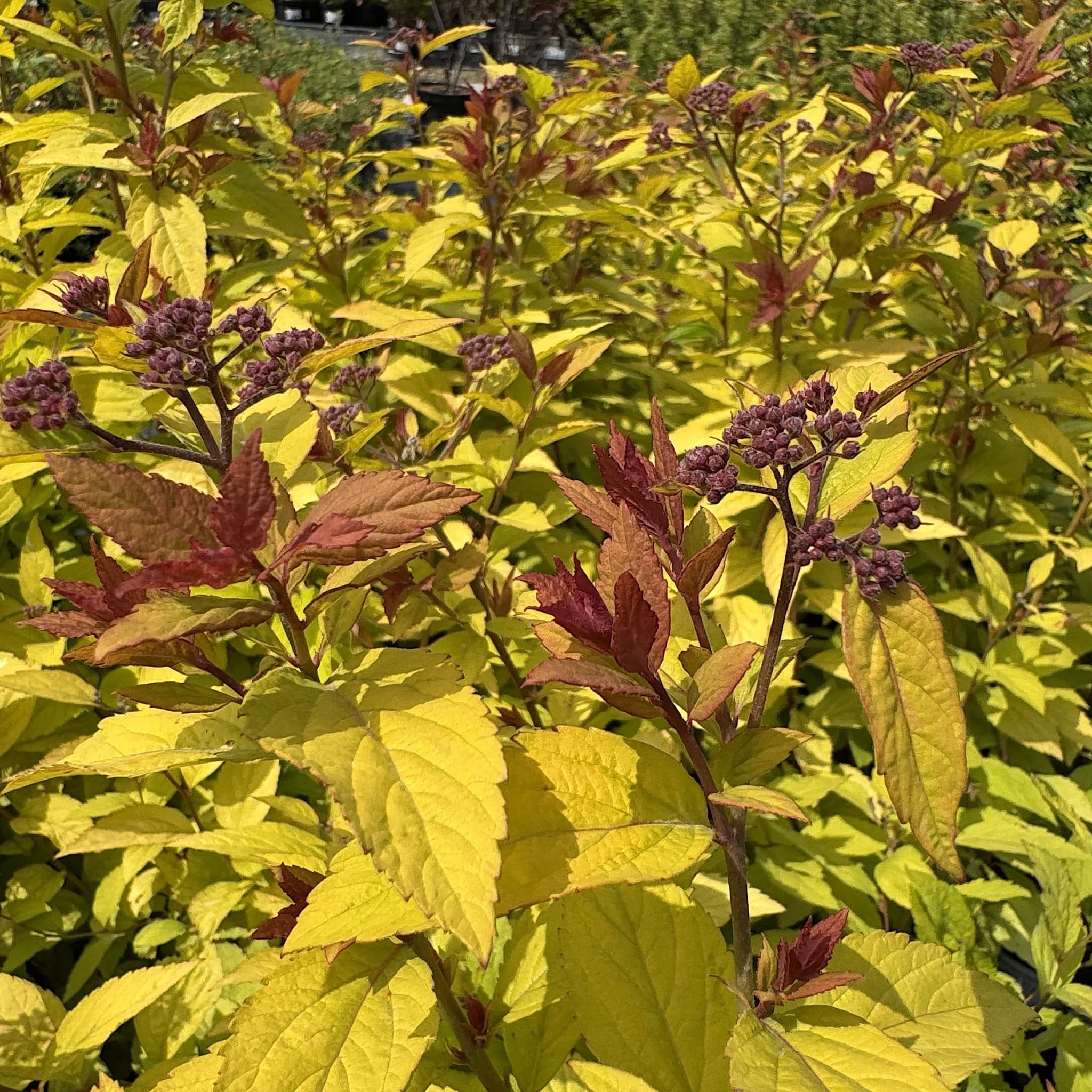 Spiraea japonica 'Firelight'