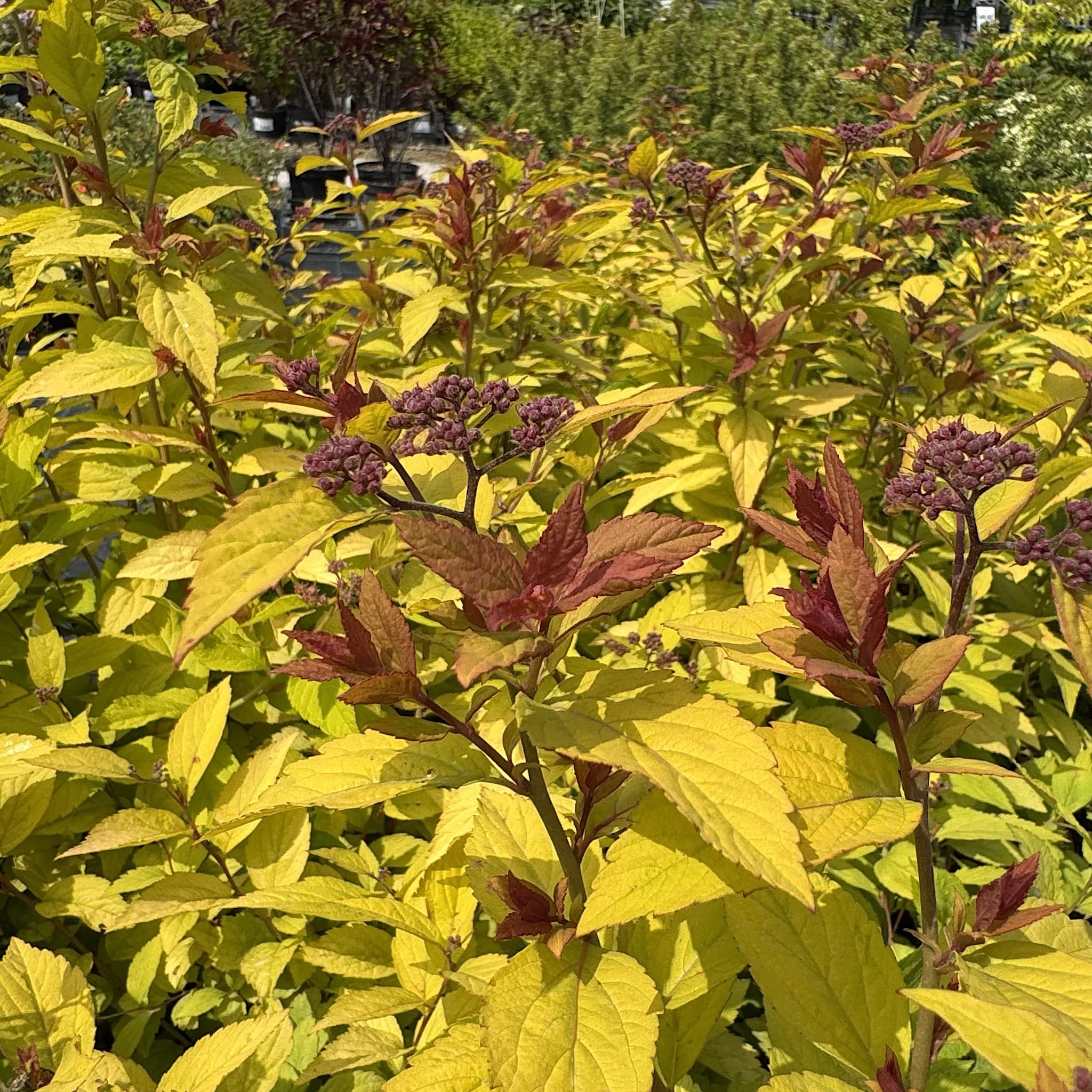 Spiraea japonica 'Firelight'