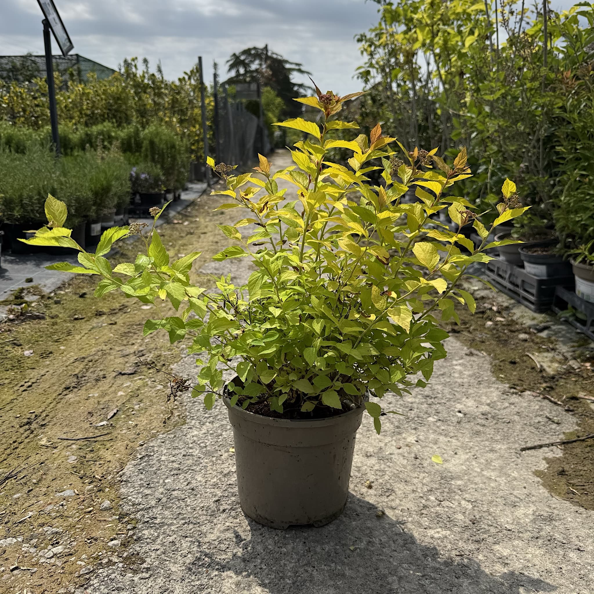 Spiraea japonica 'Golden Princess'