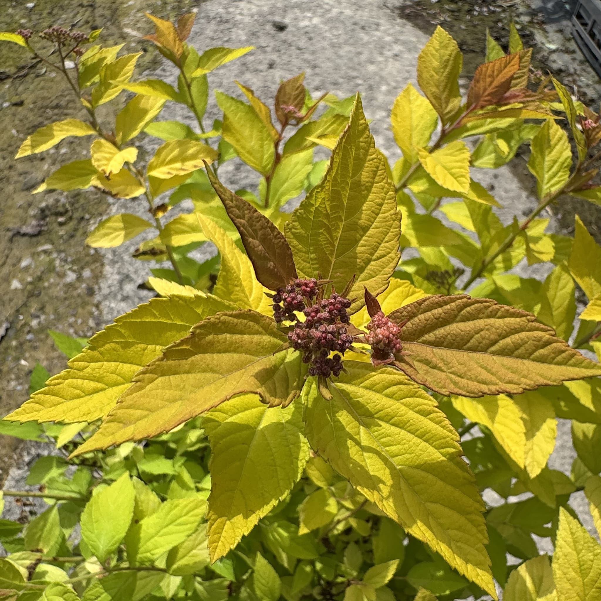 Spiraea japonica 'Golden Princess'