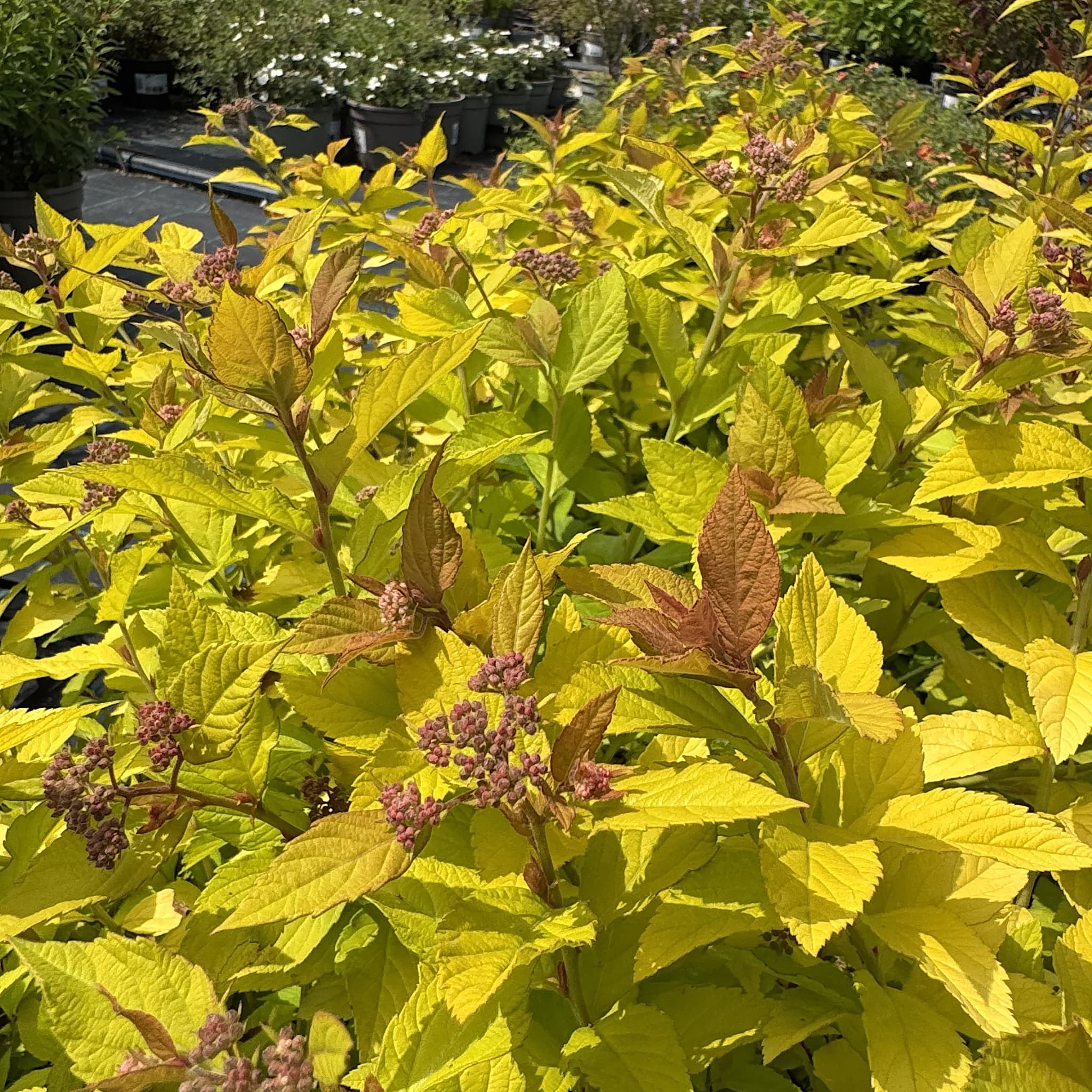 Spiraea japonica 'Golden Princess'
