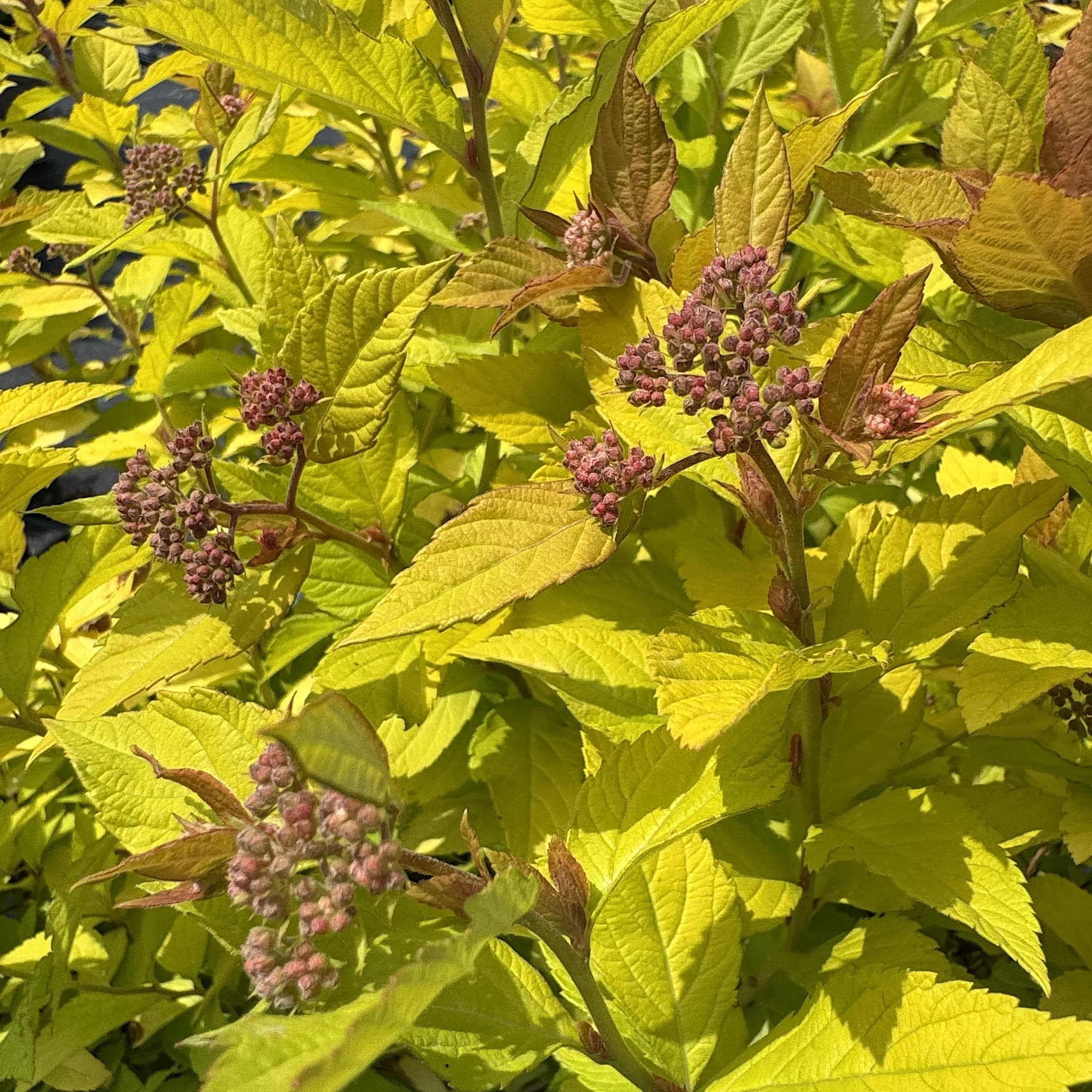 Spiraea japonica 'Golden Princess'
