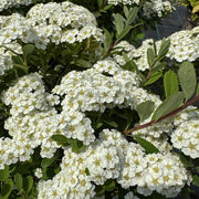 Spiraea nipponica 'Snowmound'