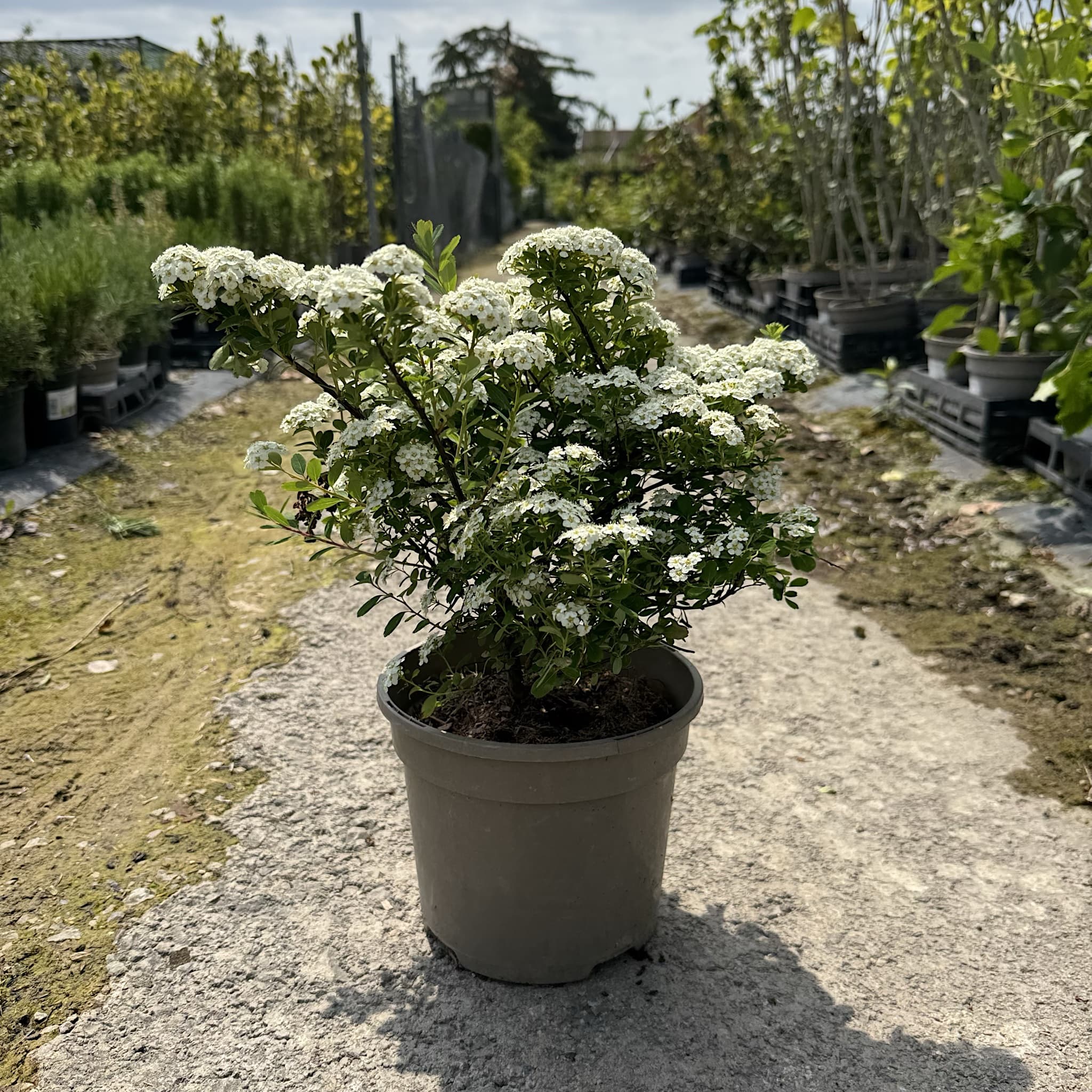 Spiraea nipponica 'Snowmound'