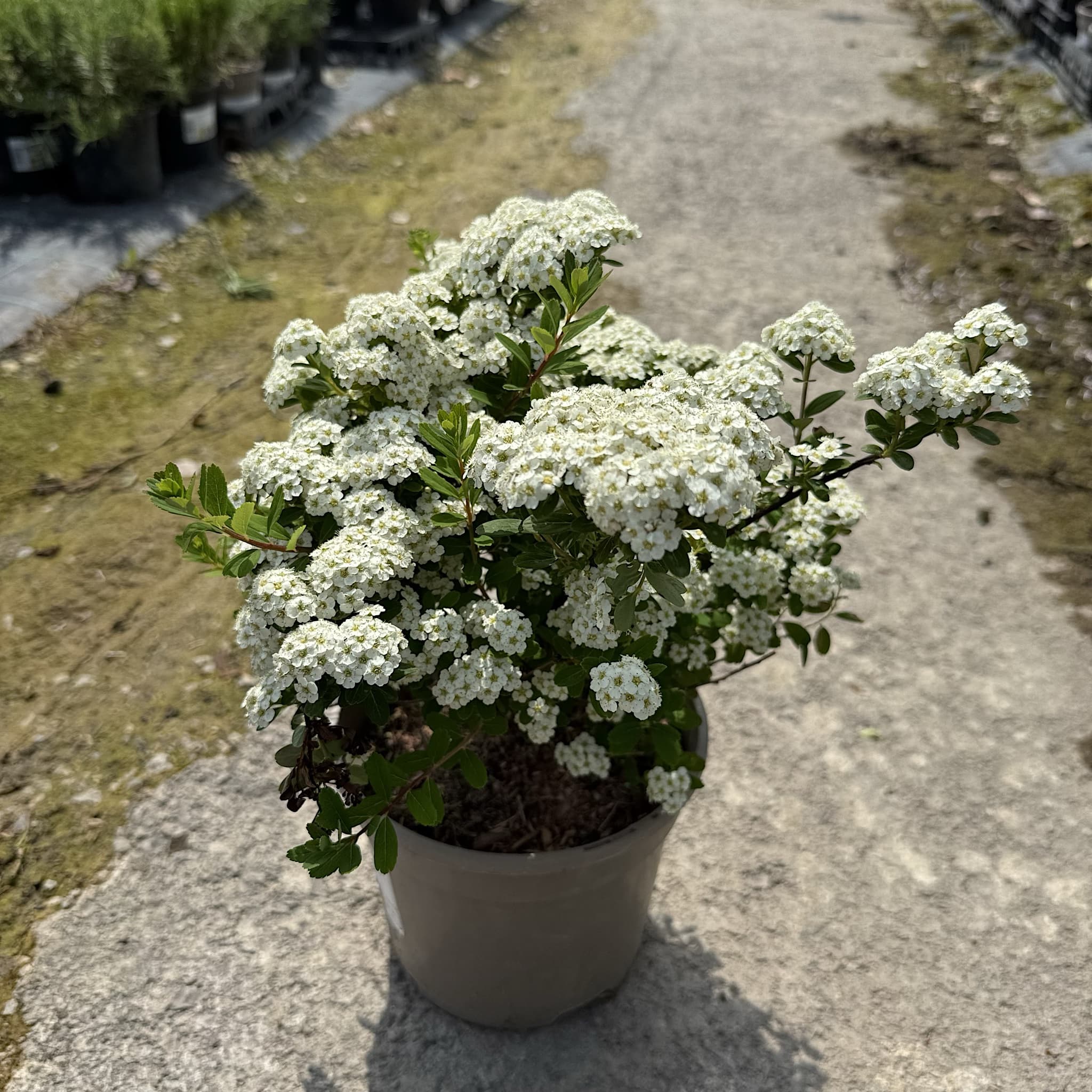 Spiraea nipponica 'Snowmound'