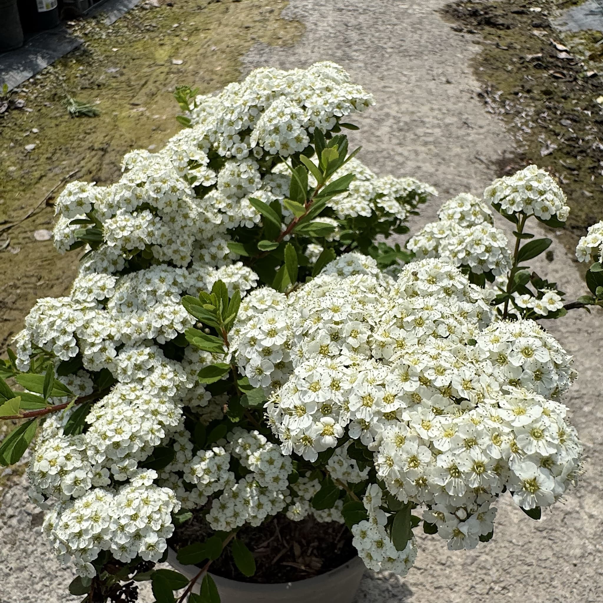 Spiraea nipponica 'Snowmound'