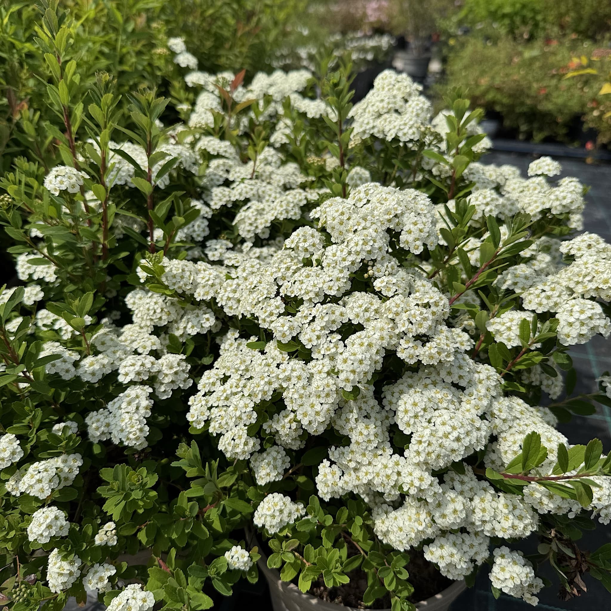 Spiraea nipponica 'Snowmound'