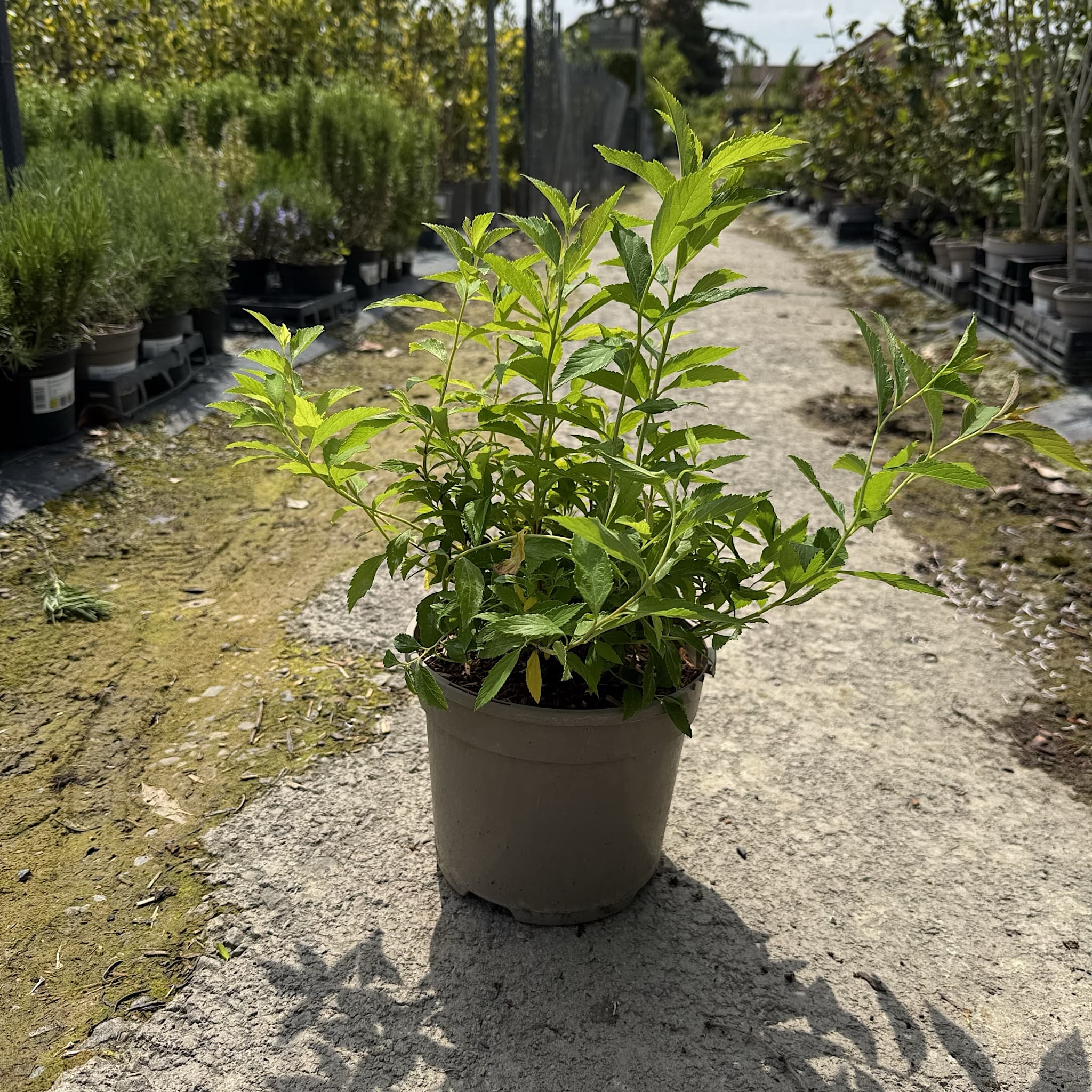 Spiraea japonica 'Shirobana'