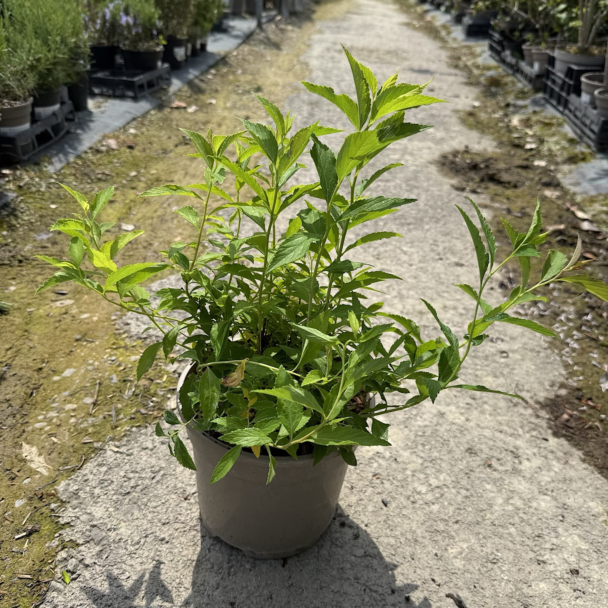 Spiraea japonica 'Shirobana'