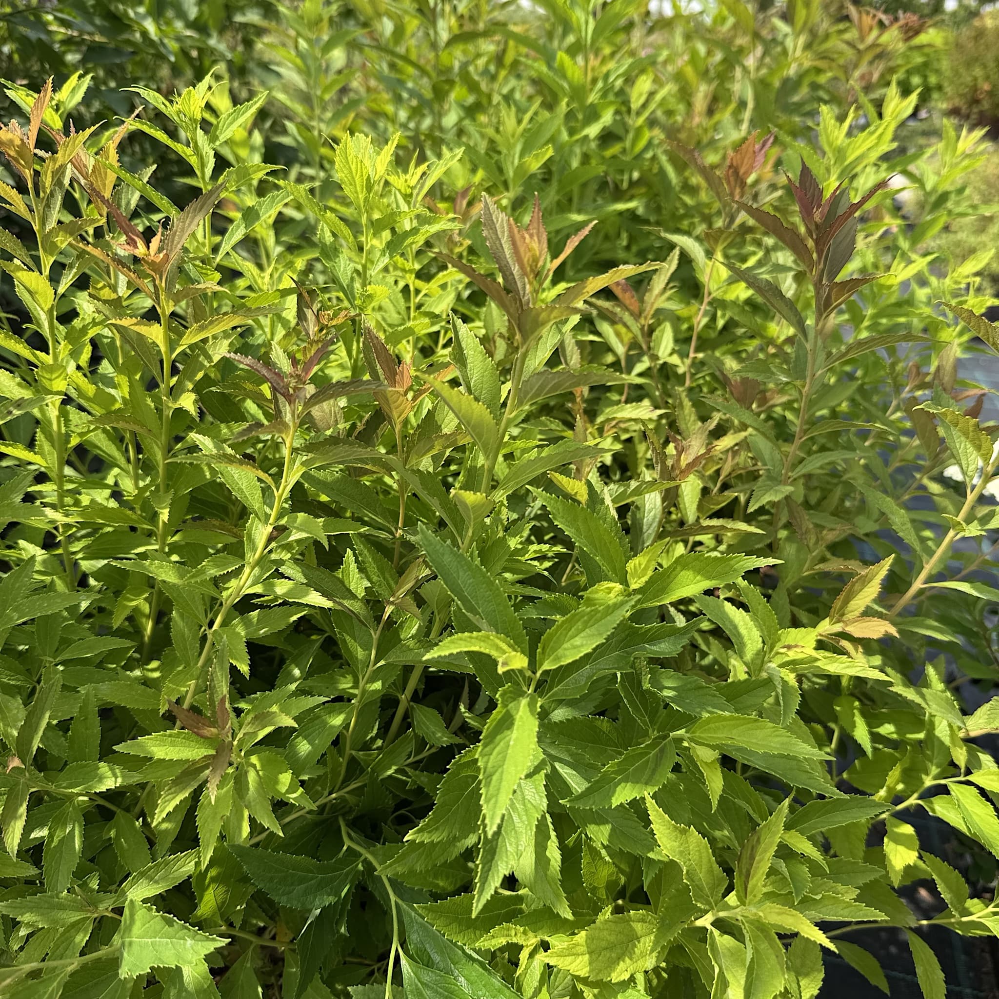 Spiraea japonica 'Shirobana'